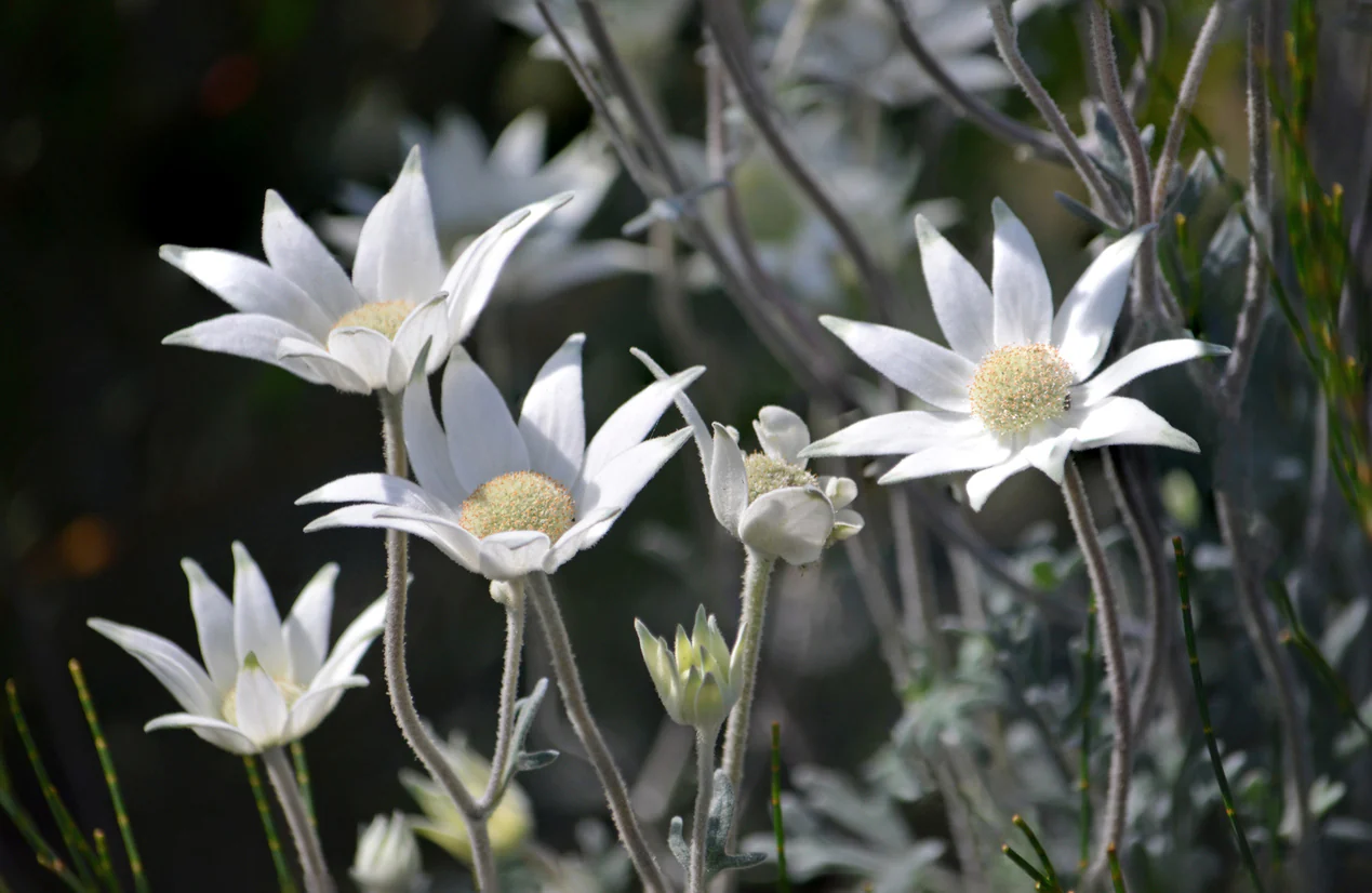 Actinotus helianthi Flannel Flower
