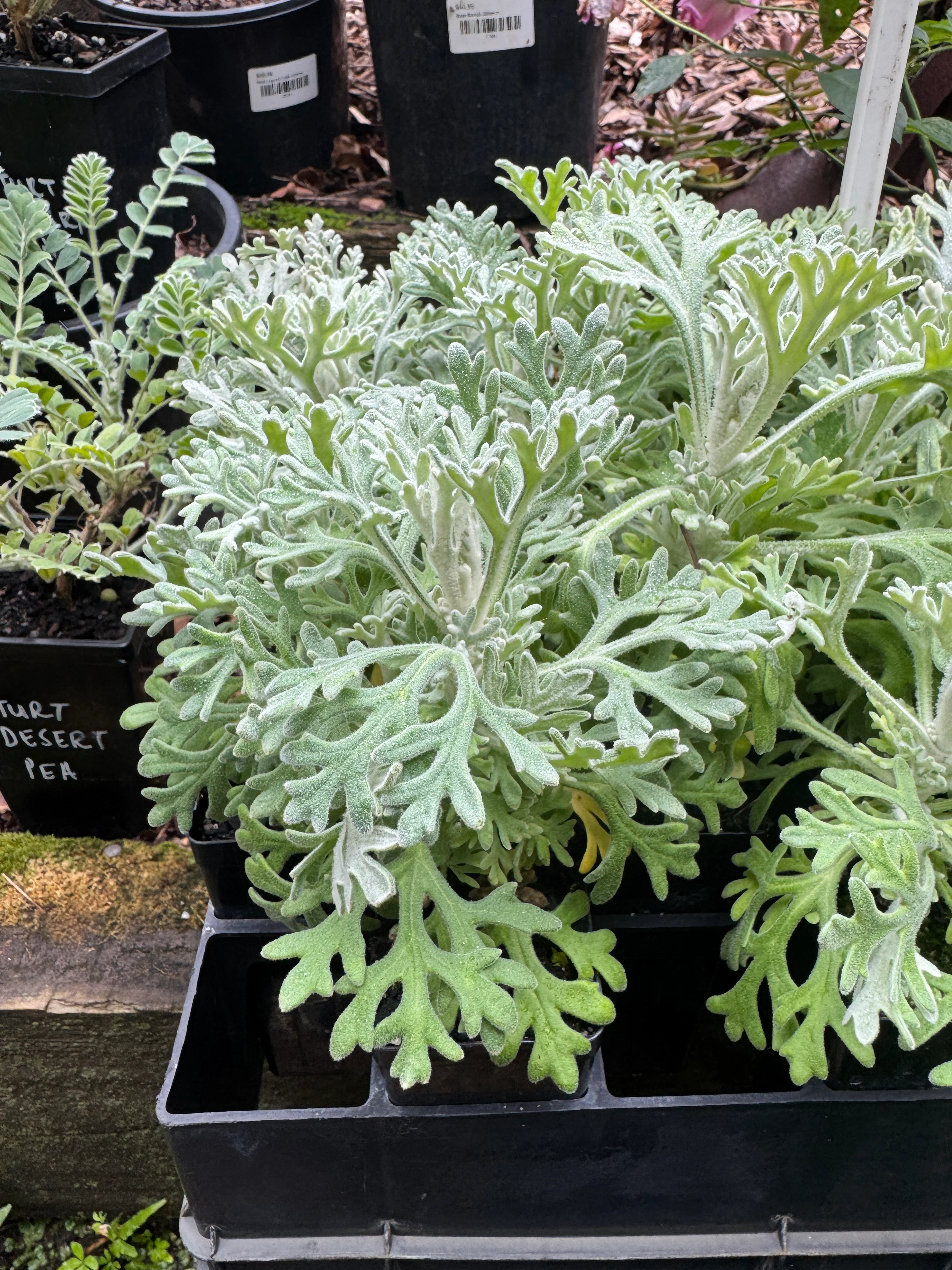 Actinotus helianthi Flannel Flower - Image 3