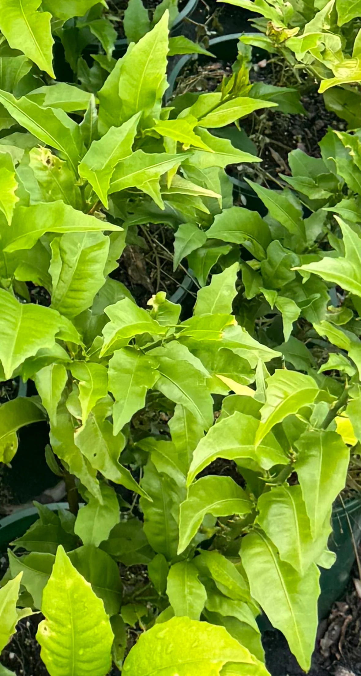 Citrus inodora Russell River Lime or Australian Large Leaf Finger Lime - Image 3