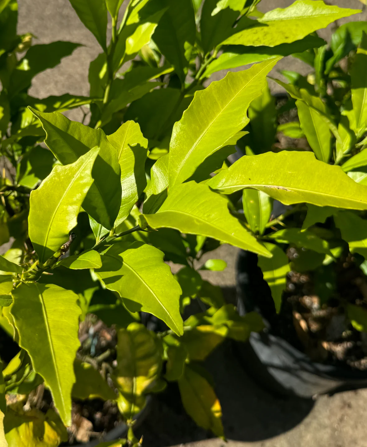 Citrus inodora Russell River Lime or Australian Large Leaf Finger Lime - Image 4