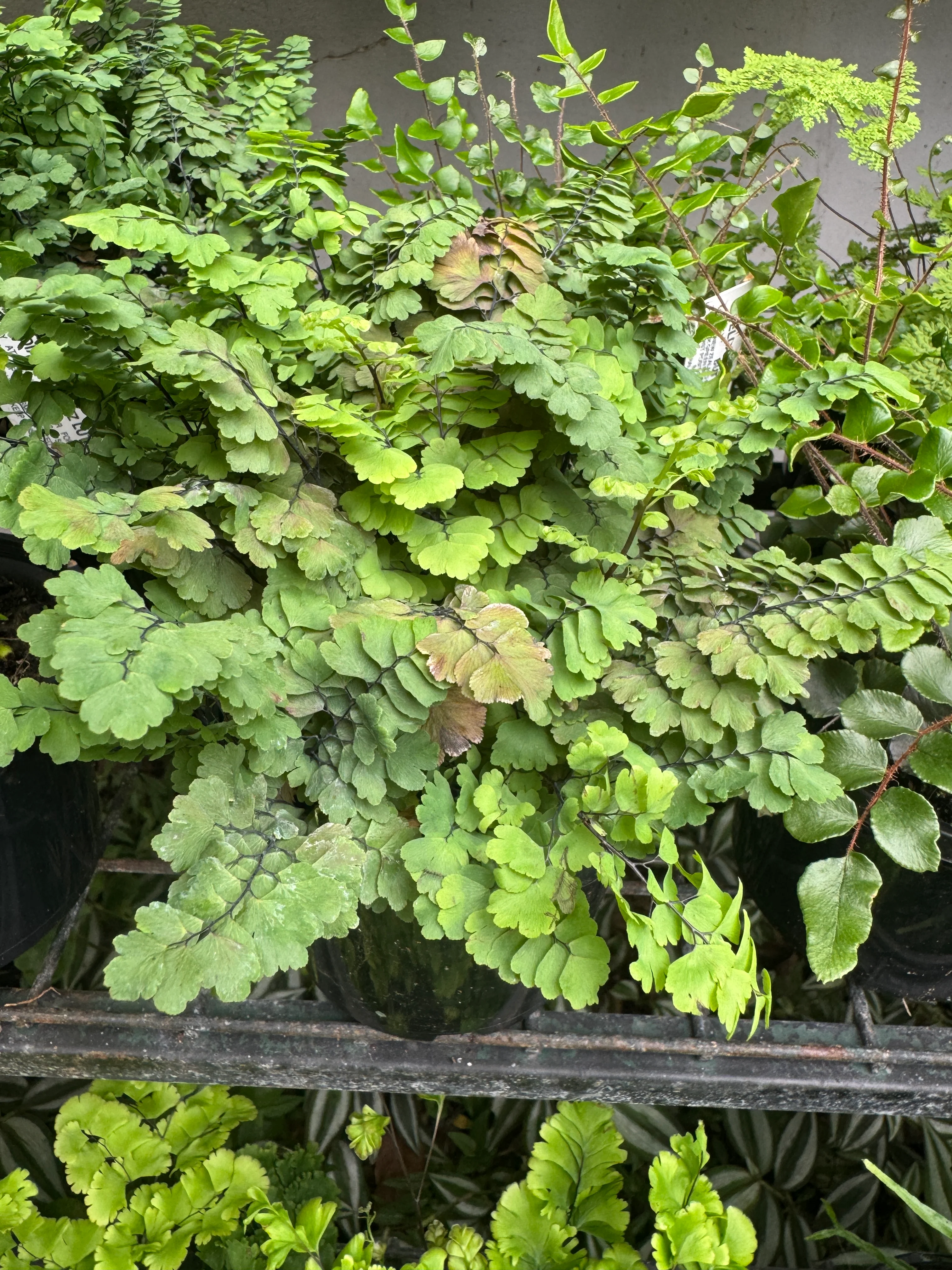 Adiantum Fritz Luthii Blue Form Maidenhair Fern - Growing - Image 2