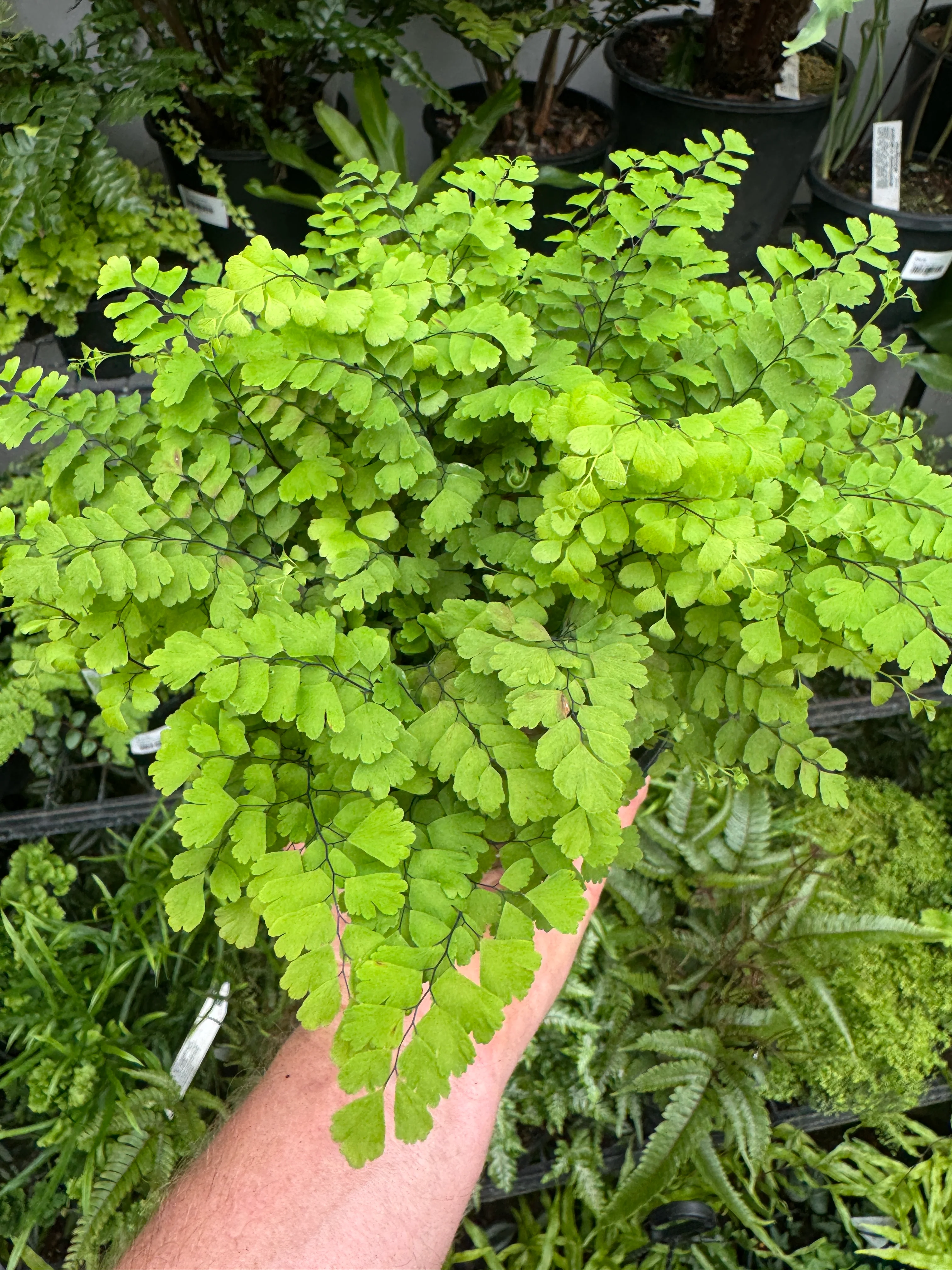 Adiantum Fritz Luthii Green Form Maidenhair Fern - Ready Mid March 2026