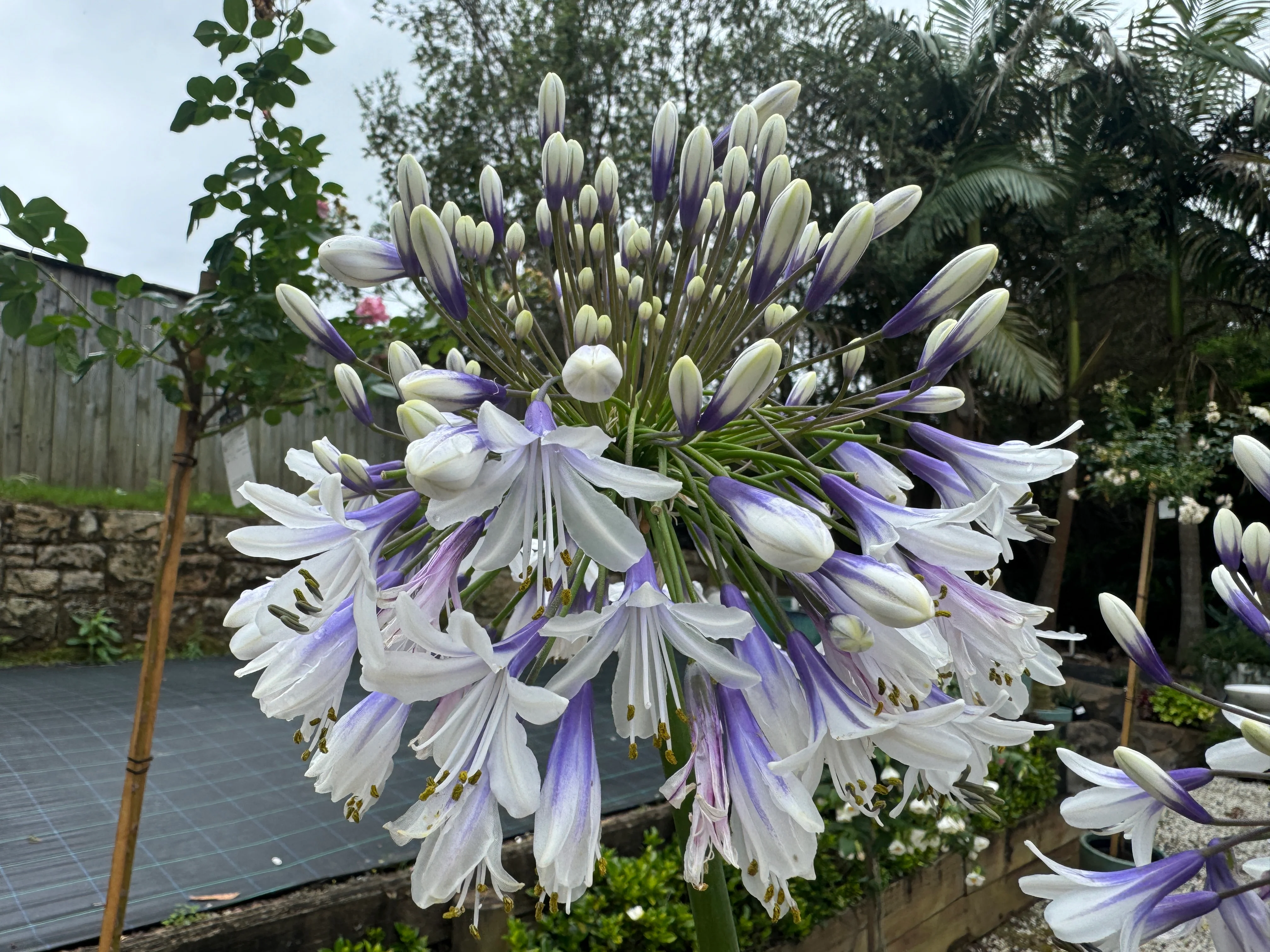 Agapanthus Fireworks - Image 2