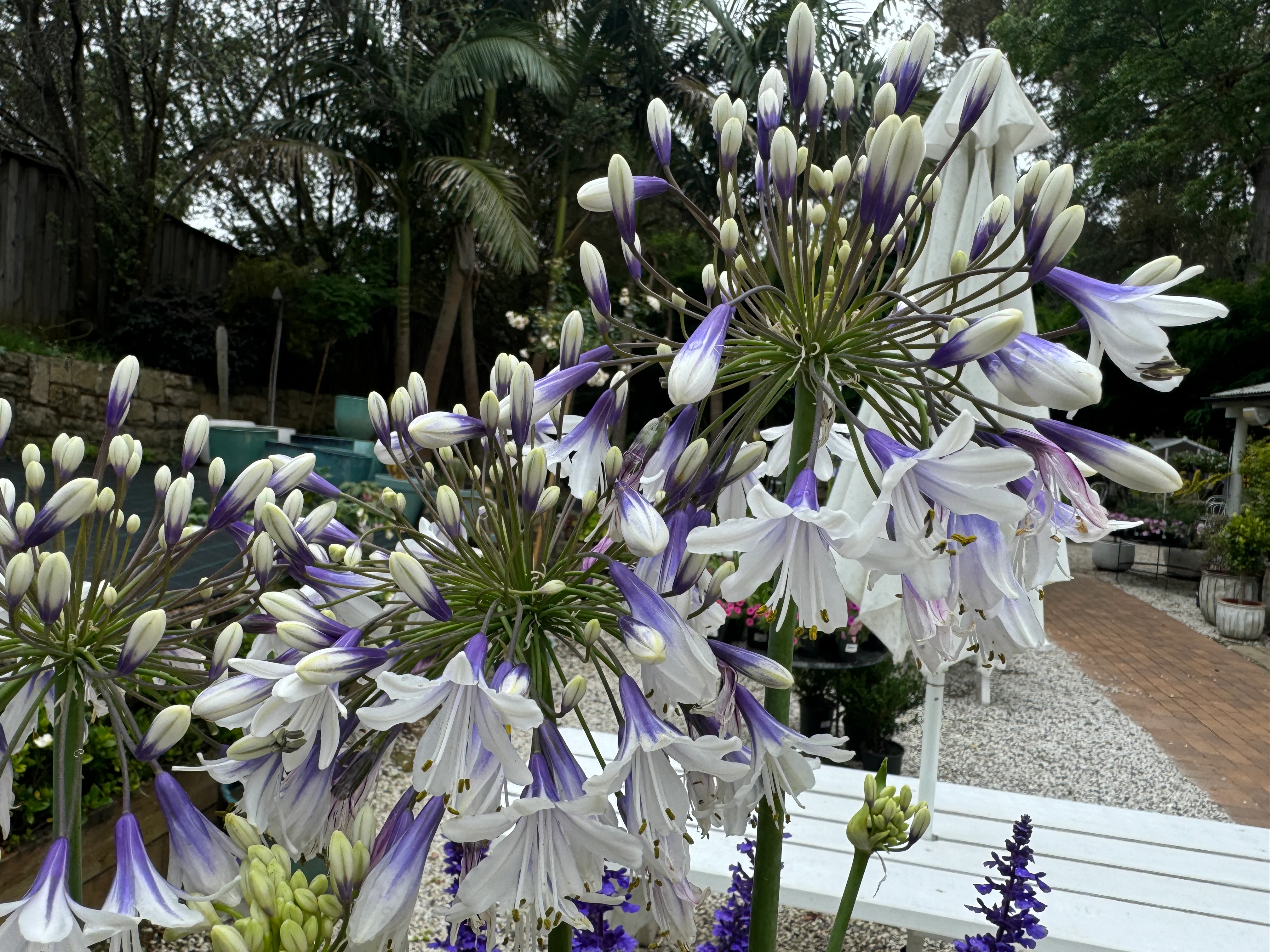 Agapanthus Fireworks - Image 3