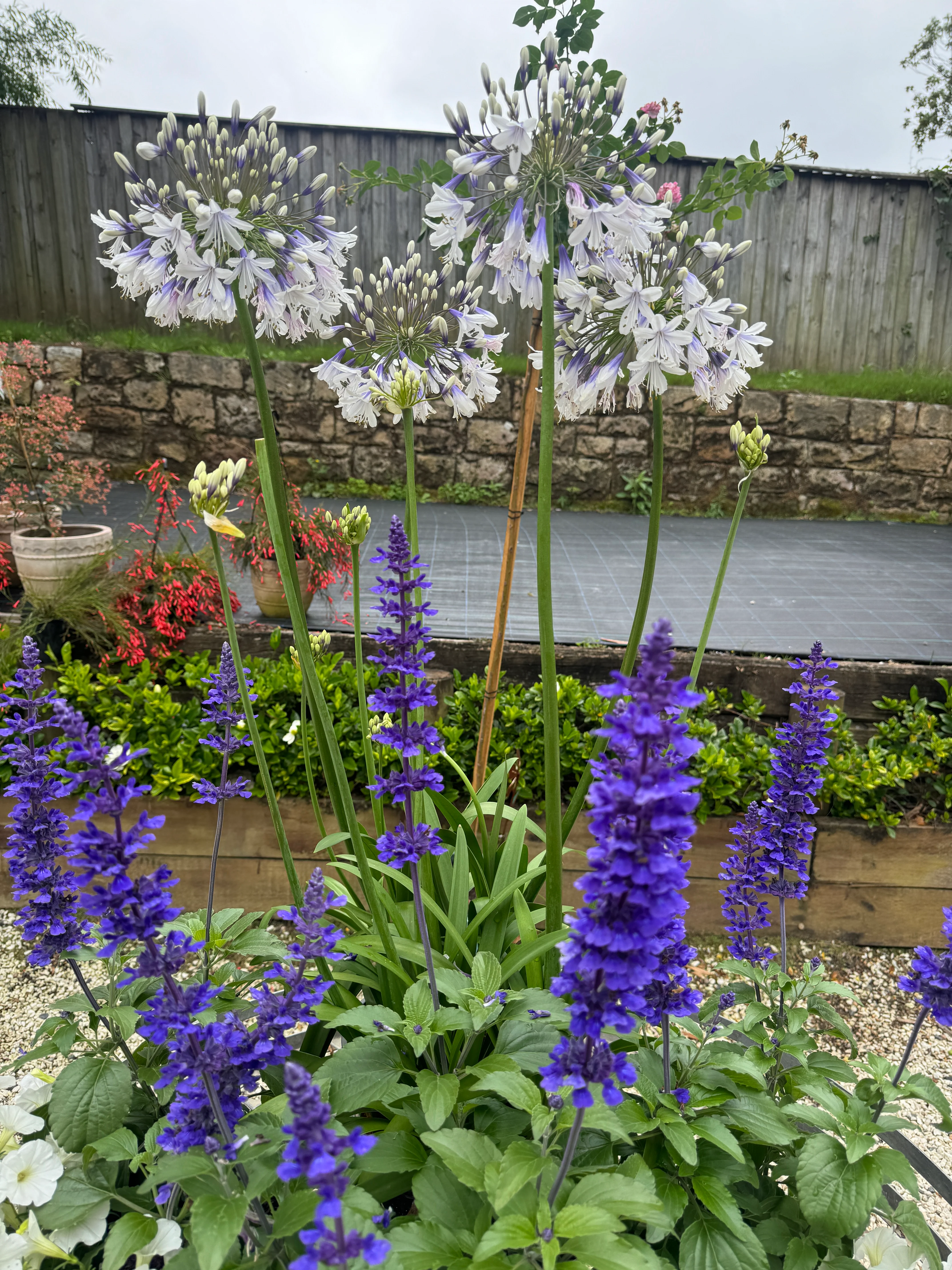 Agapanthus Fireworks - Image 4