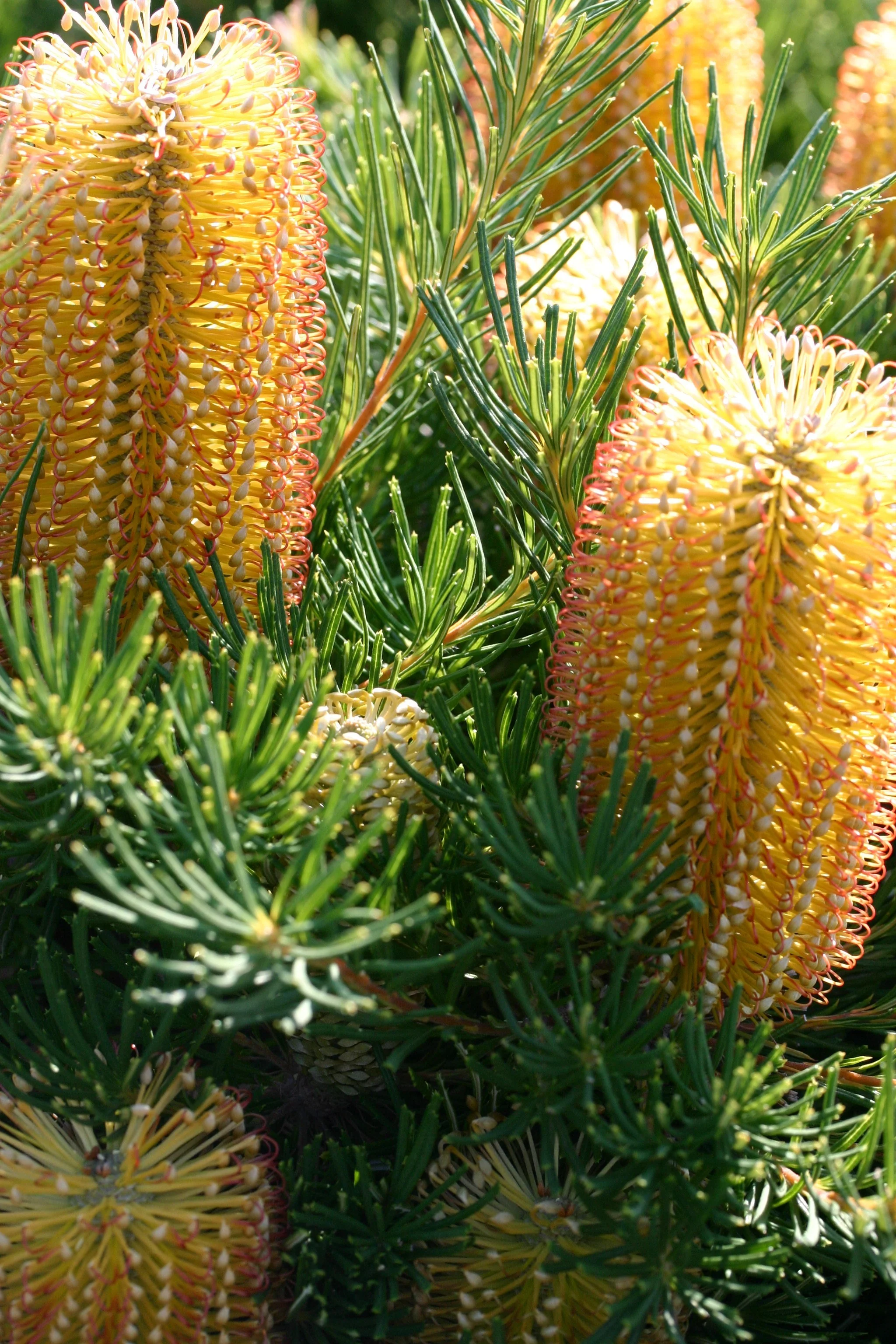 Banksia Birthday Candles - Image 4