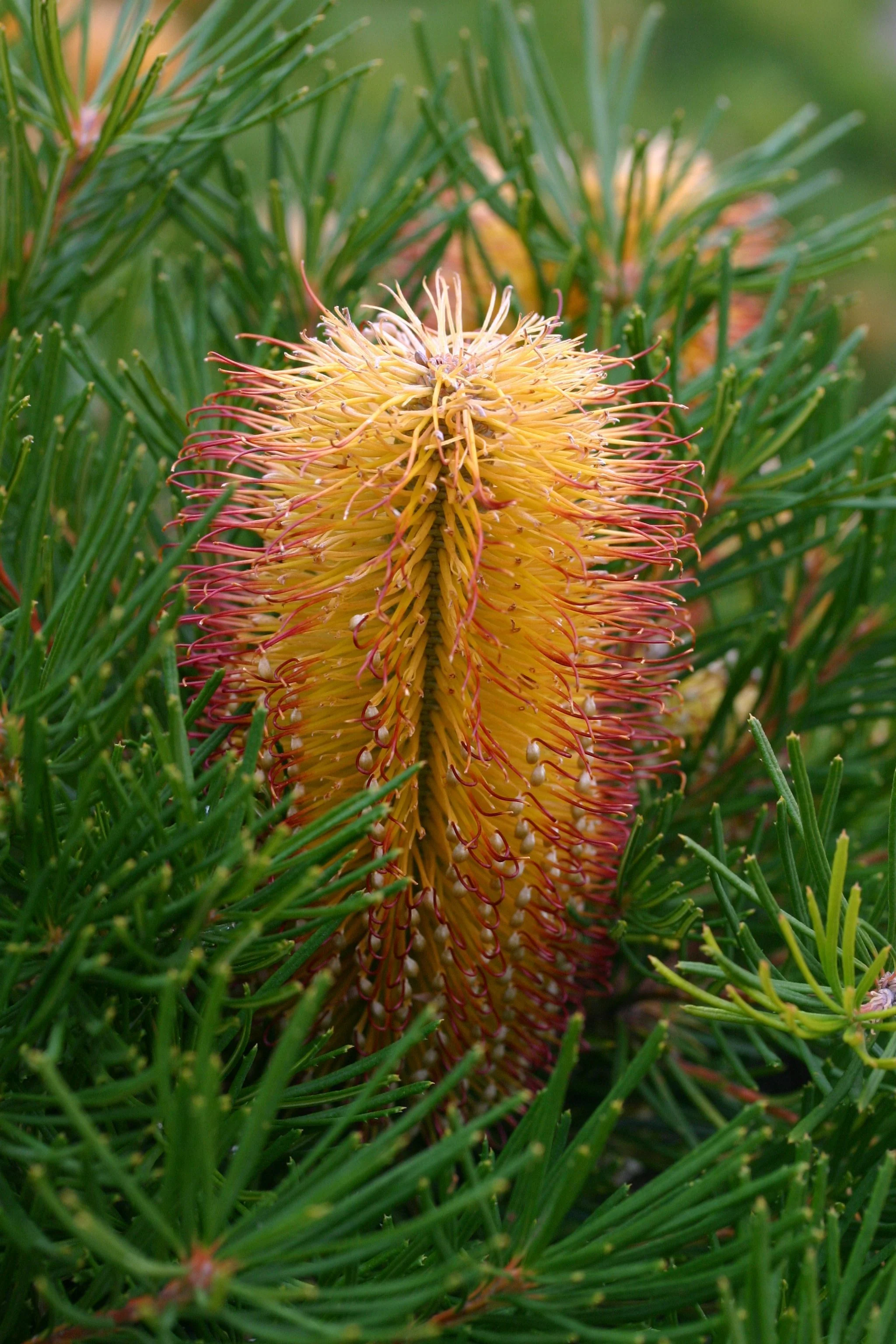 Banksia Birthday Candles - Image 5
