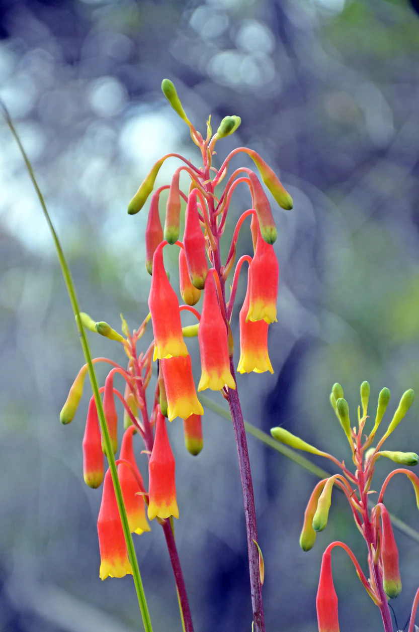 Blandfordia grandiflora Christmas Bells