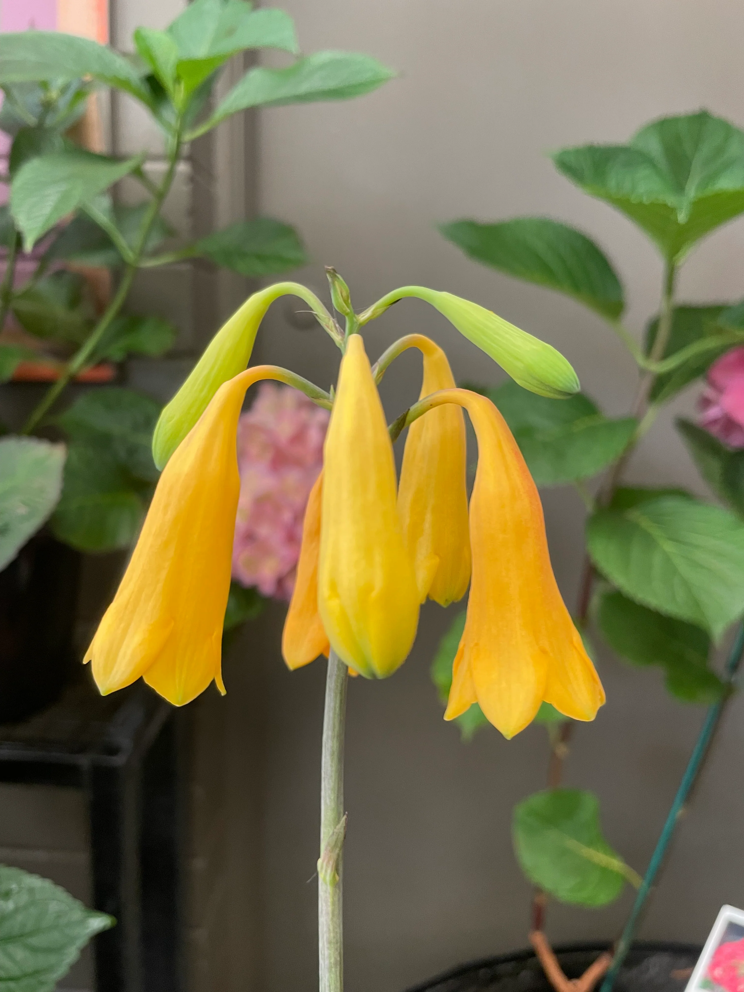 Blandfordia grandiflora Christmas Bells Yellow Form - Image 4