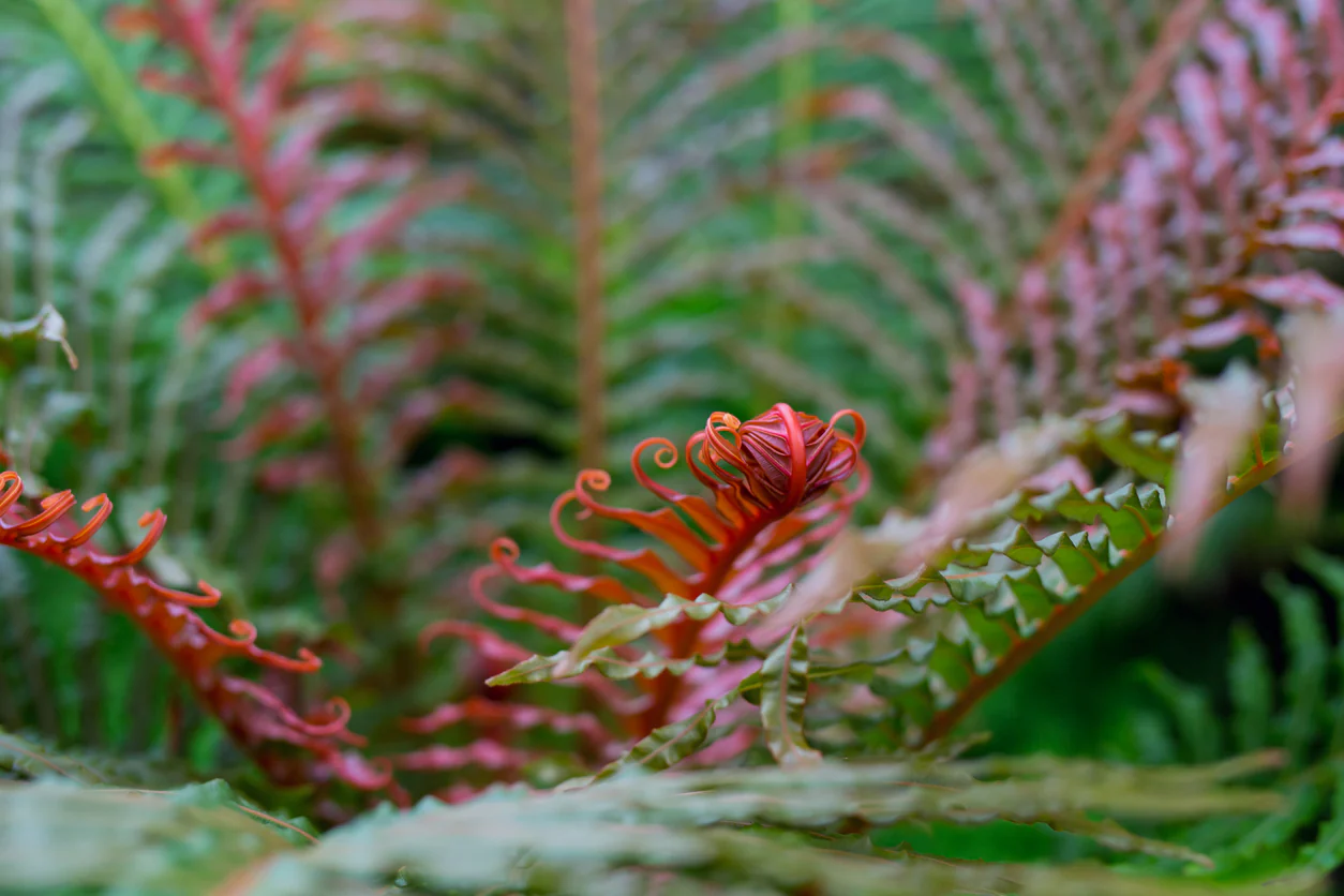 Blechnum brasiliens Red Form Dwarf Brazilian Tree Fern - Ready September 2026