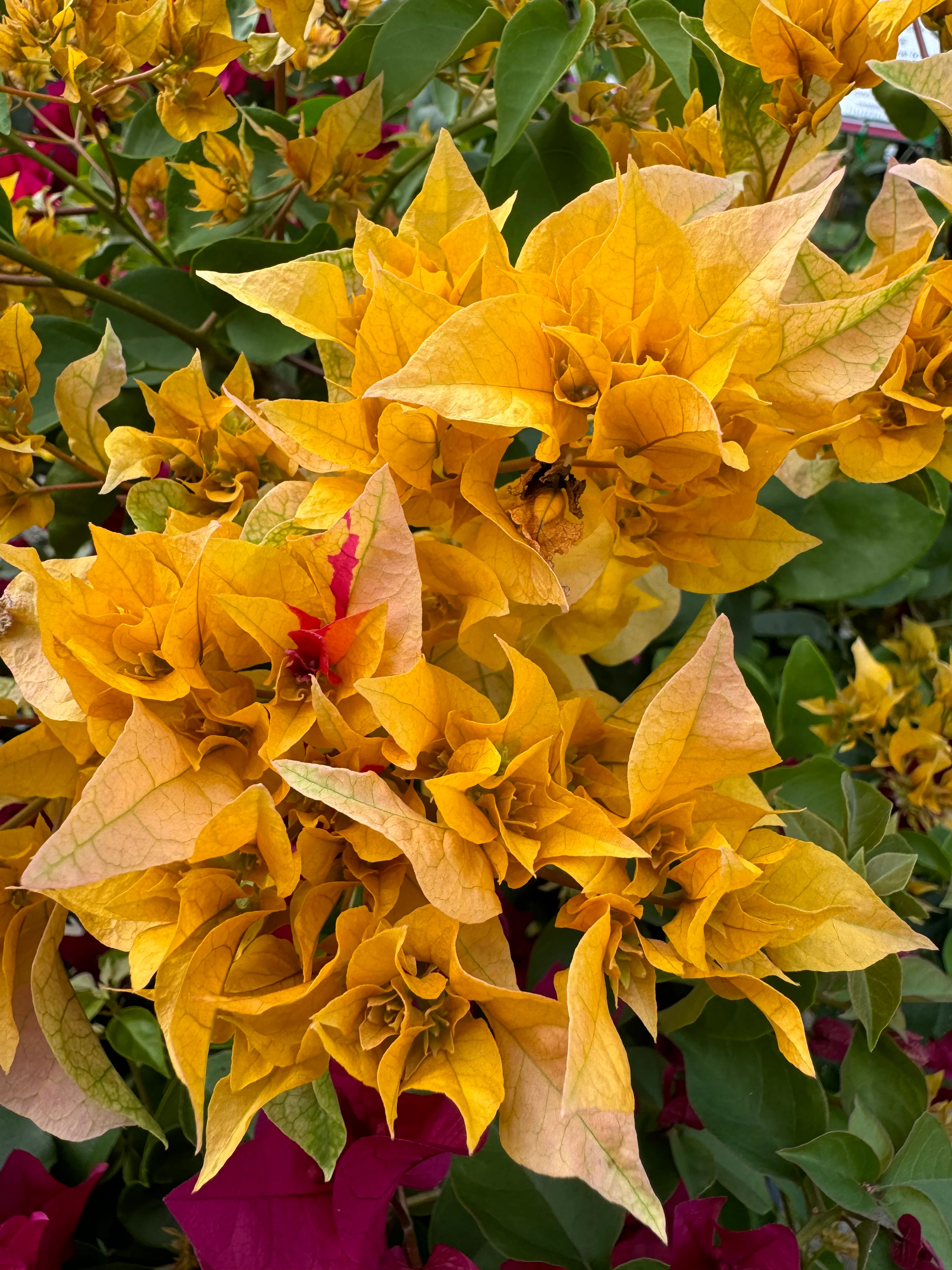 Bougainvillea Aussie Gold Double Flowered Bougainvillea - Growing for spring 2025