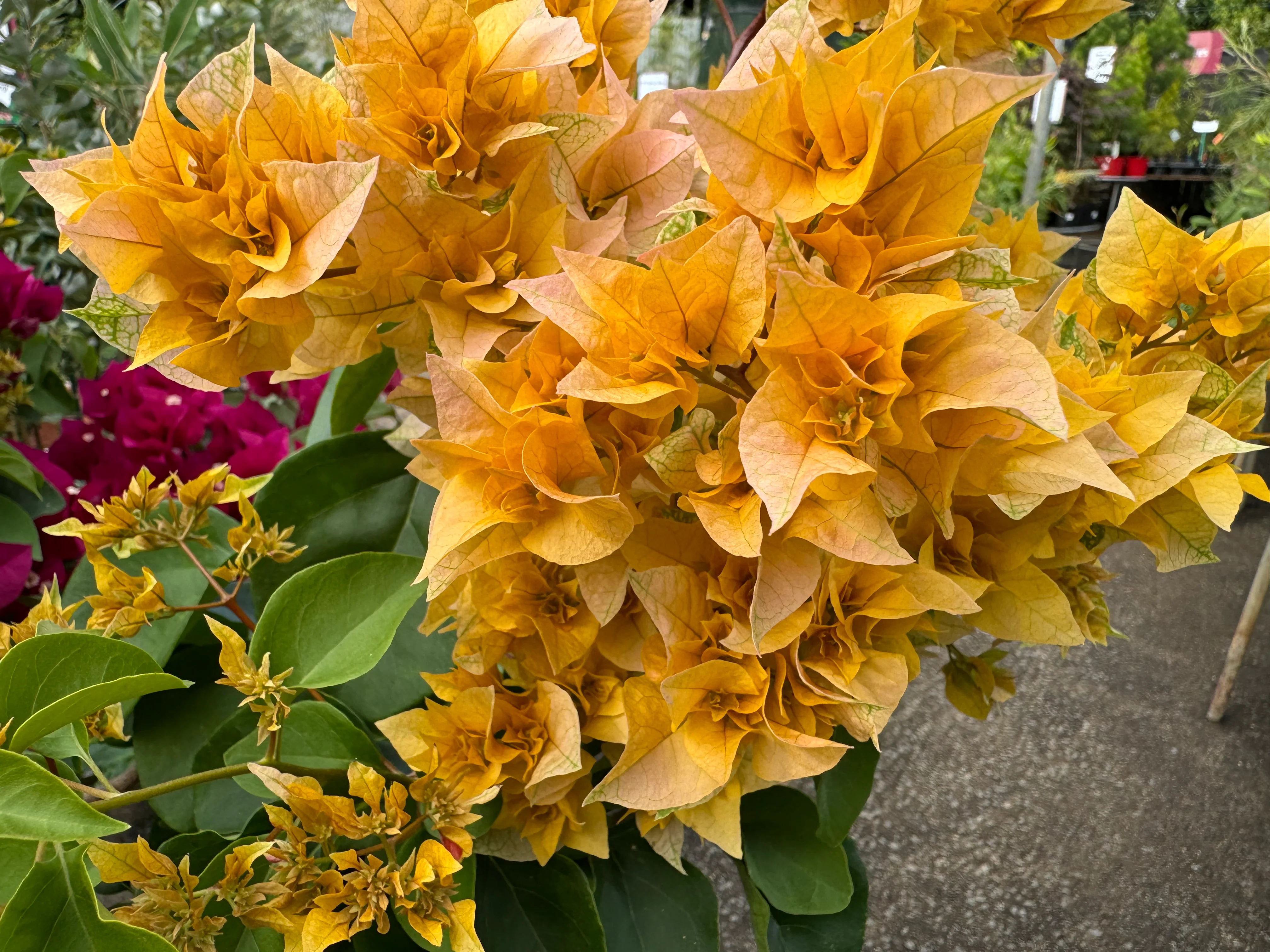 Bougainvillea Aussie Gold Double Flowered Bougainvillea - Growing for spring 2025 - Image 4