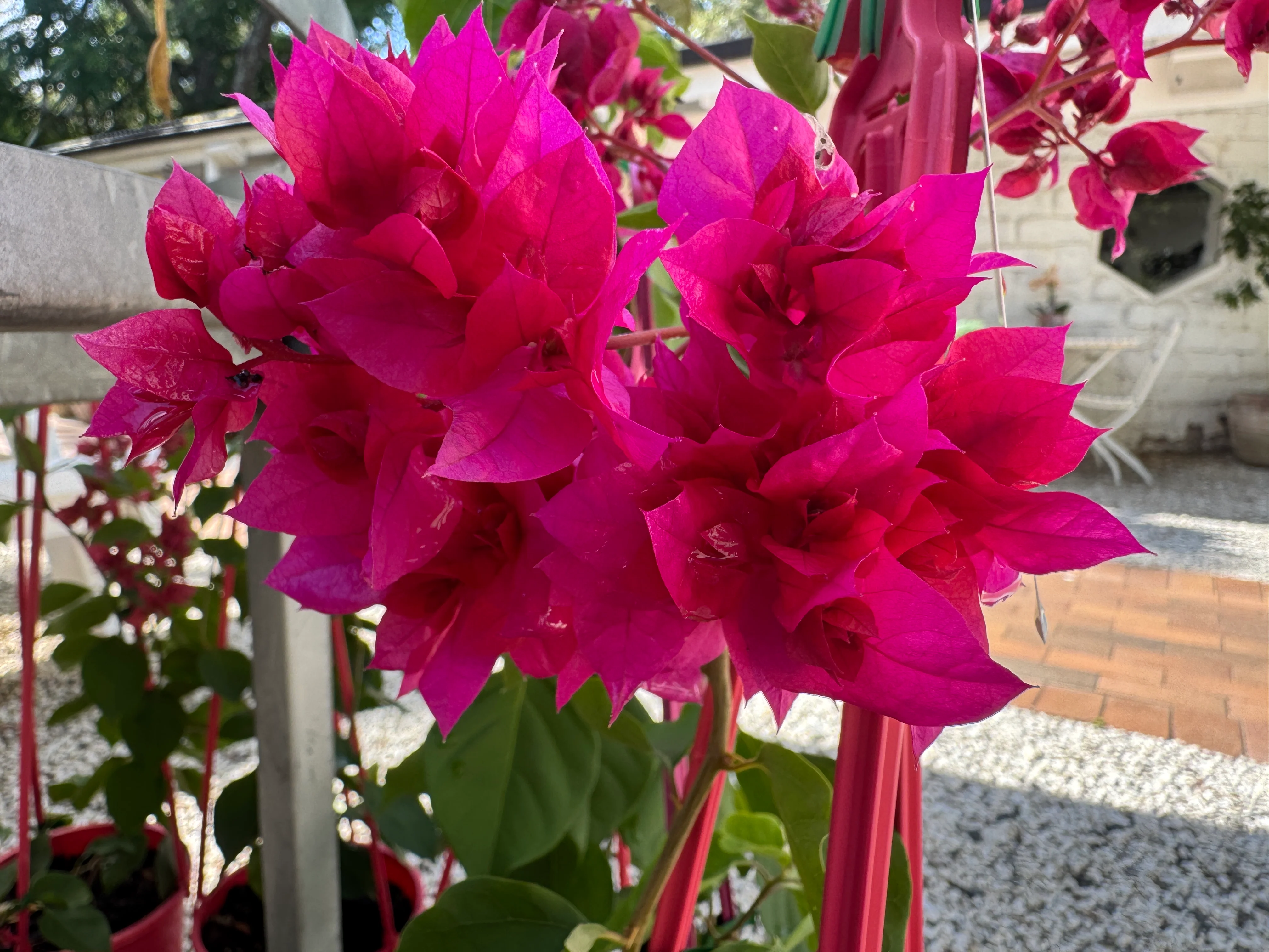 Bougainvillea Klong Fire Double Flowered Bougainvillea