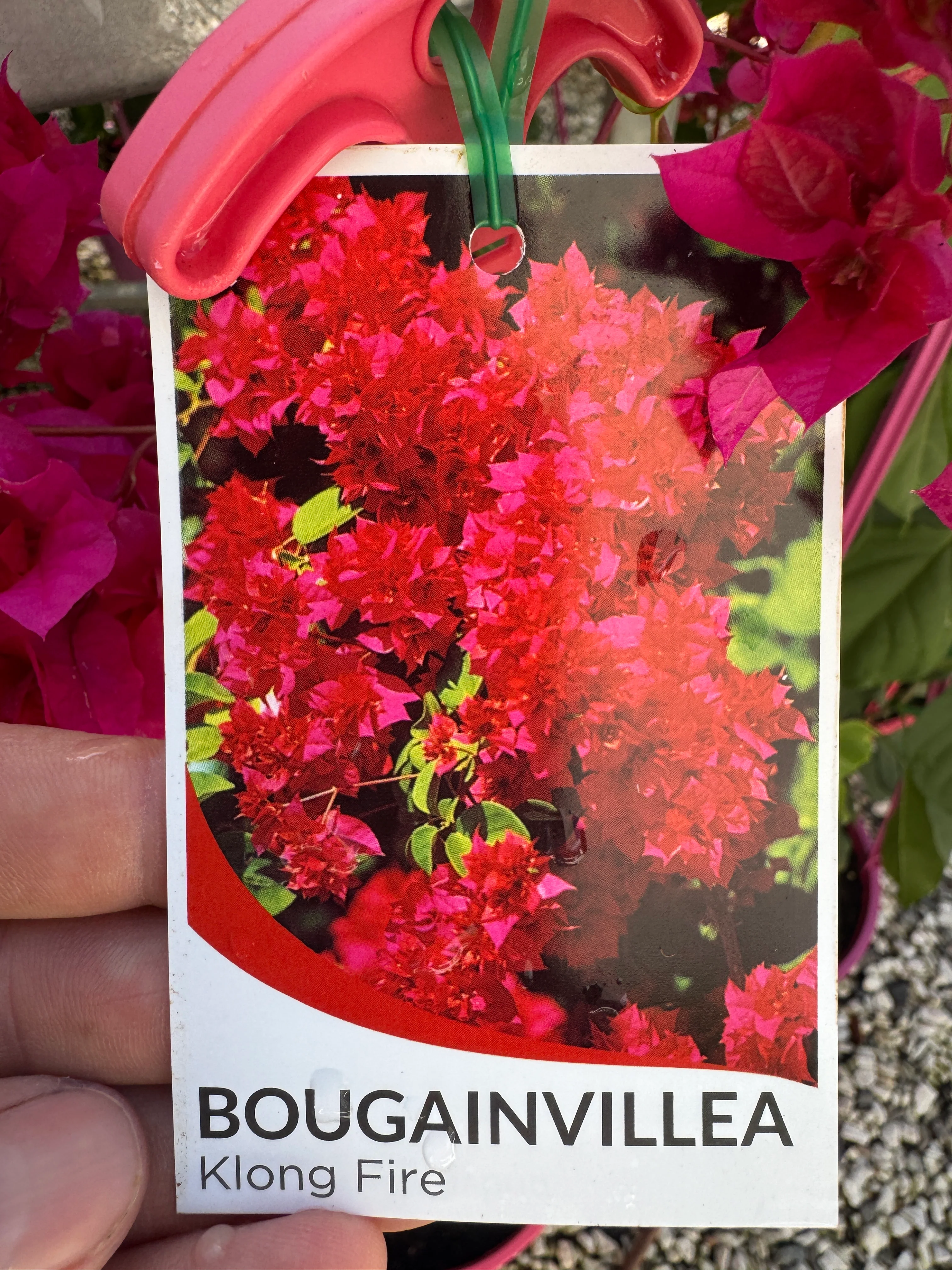 Bougainvillea Klong Fire Double Flowered Bougainvillea - Image 2