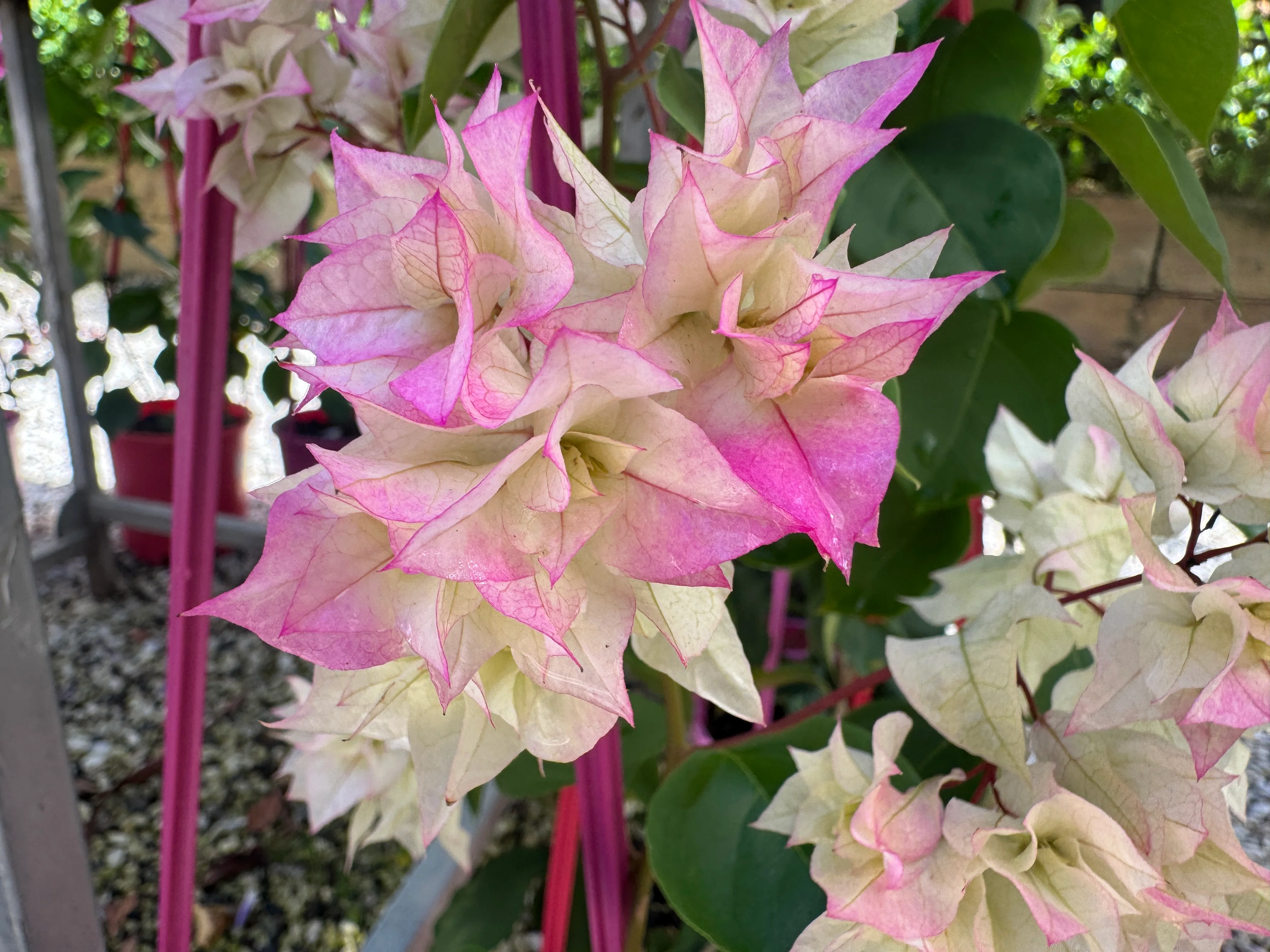 Bougainvillea Limberlost Beauty Double Flowered Bougainvillea