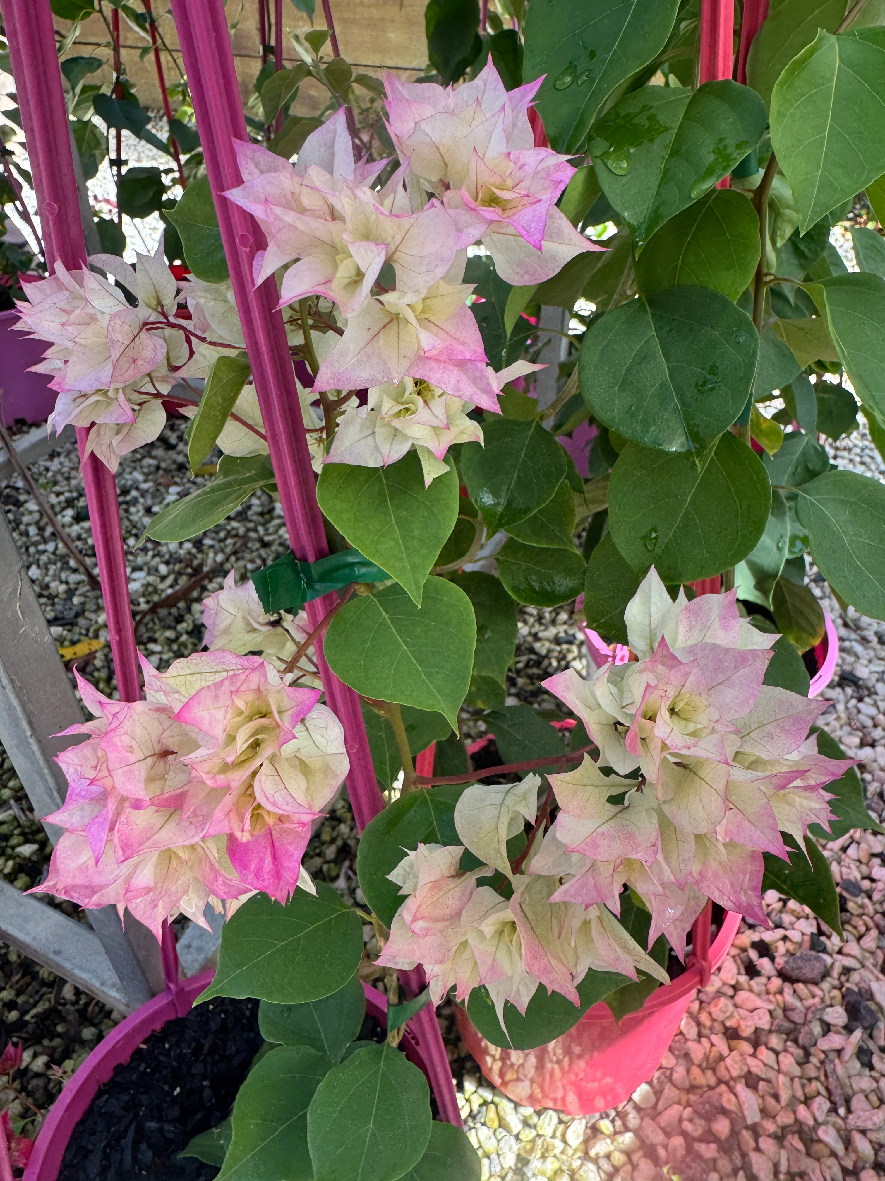 Bougainvillea Limberlost Beauty Double Flowered Bougainvillea - Image 2