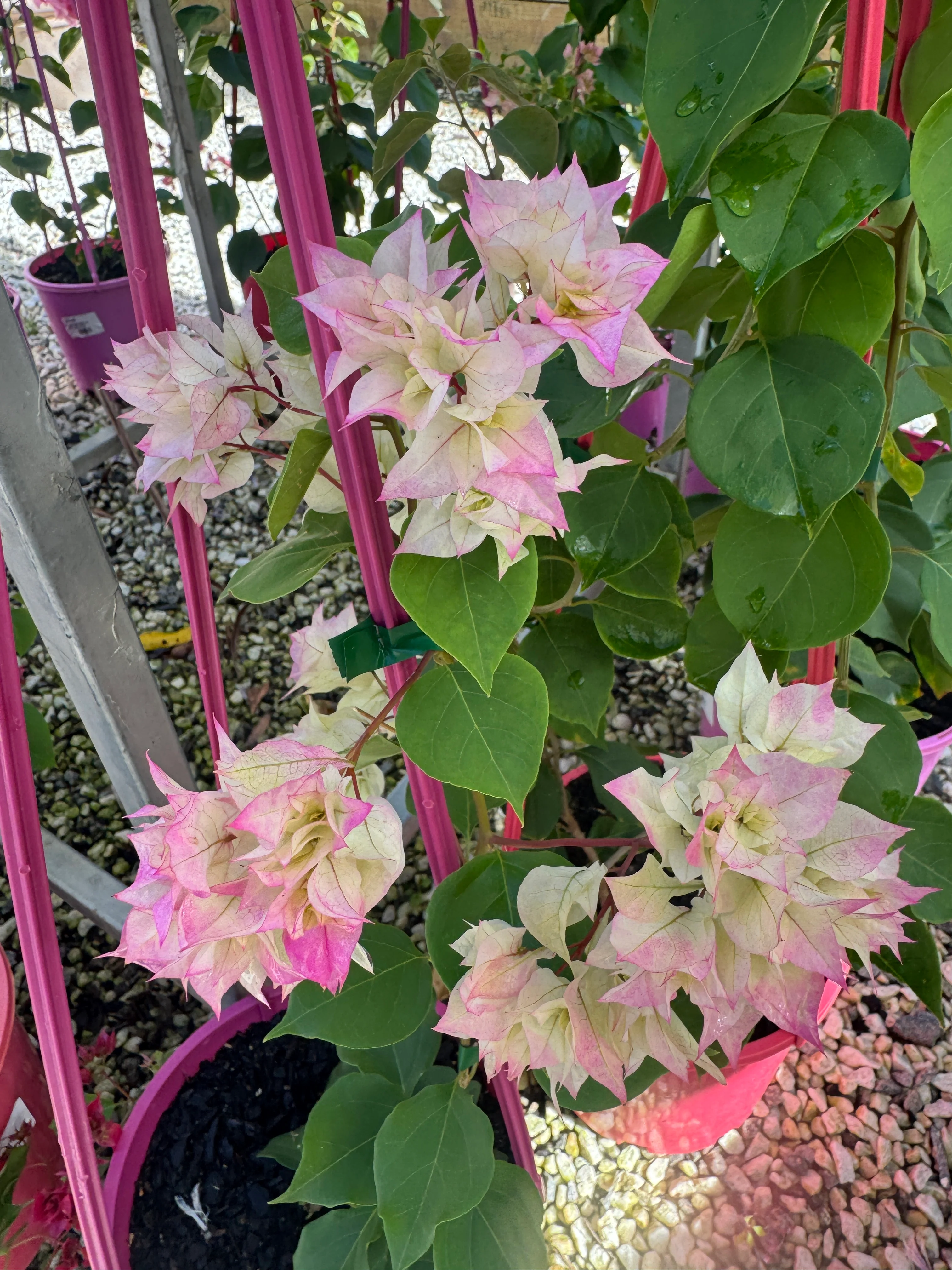 Bougainvillea Limberlost Beauty Double Flowered Bougainvillea - Image 3