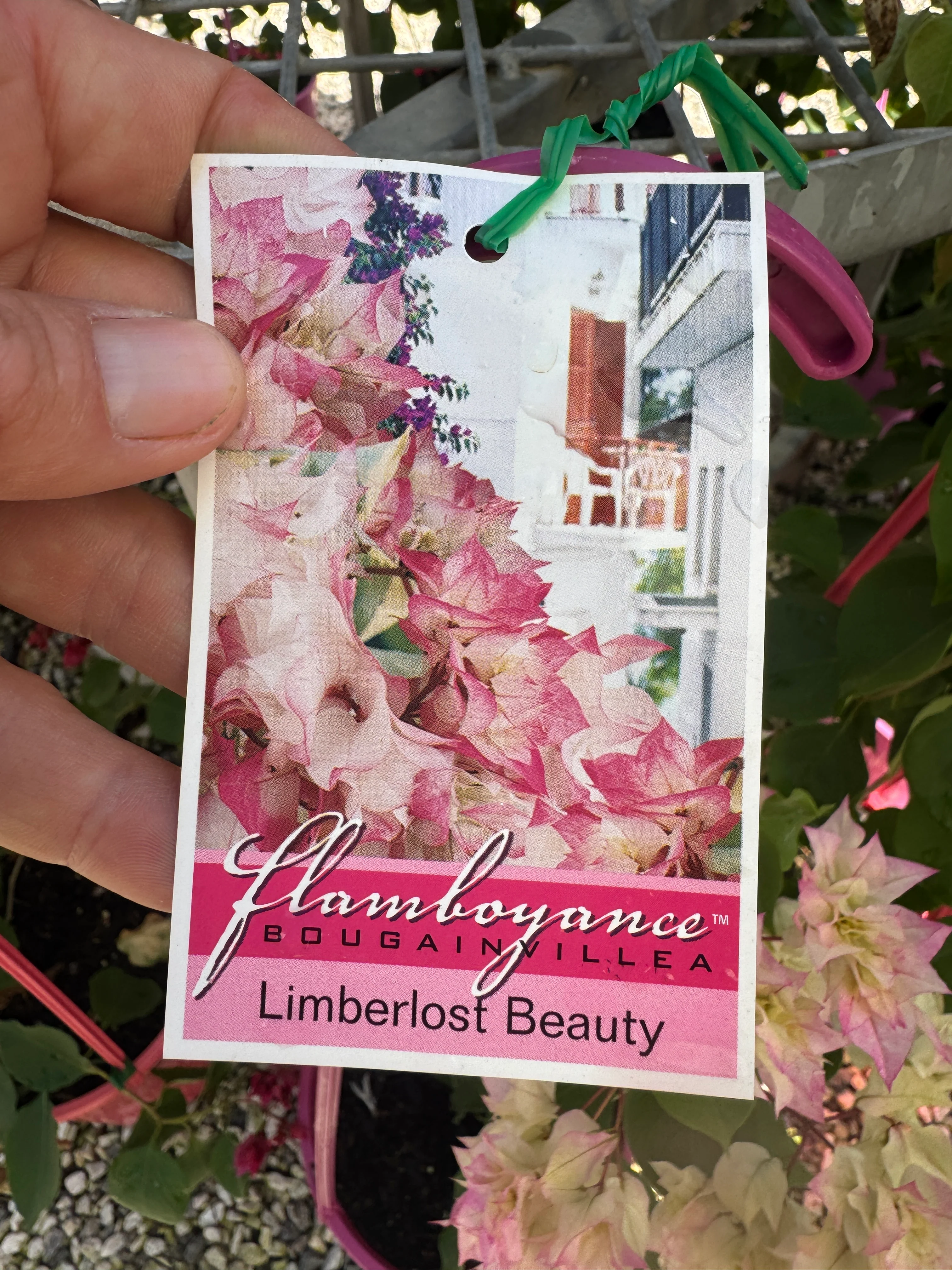 Bougainvillea Limberlost Beauty Double Flowered Bougainvillea - Image 4