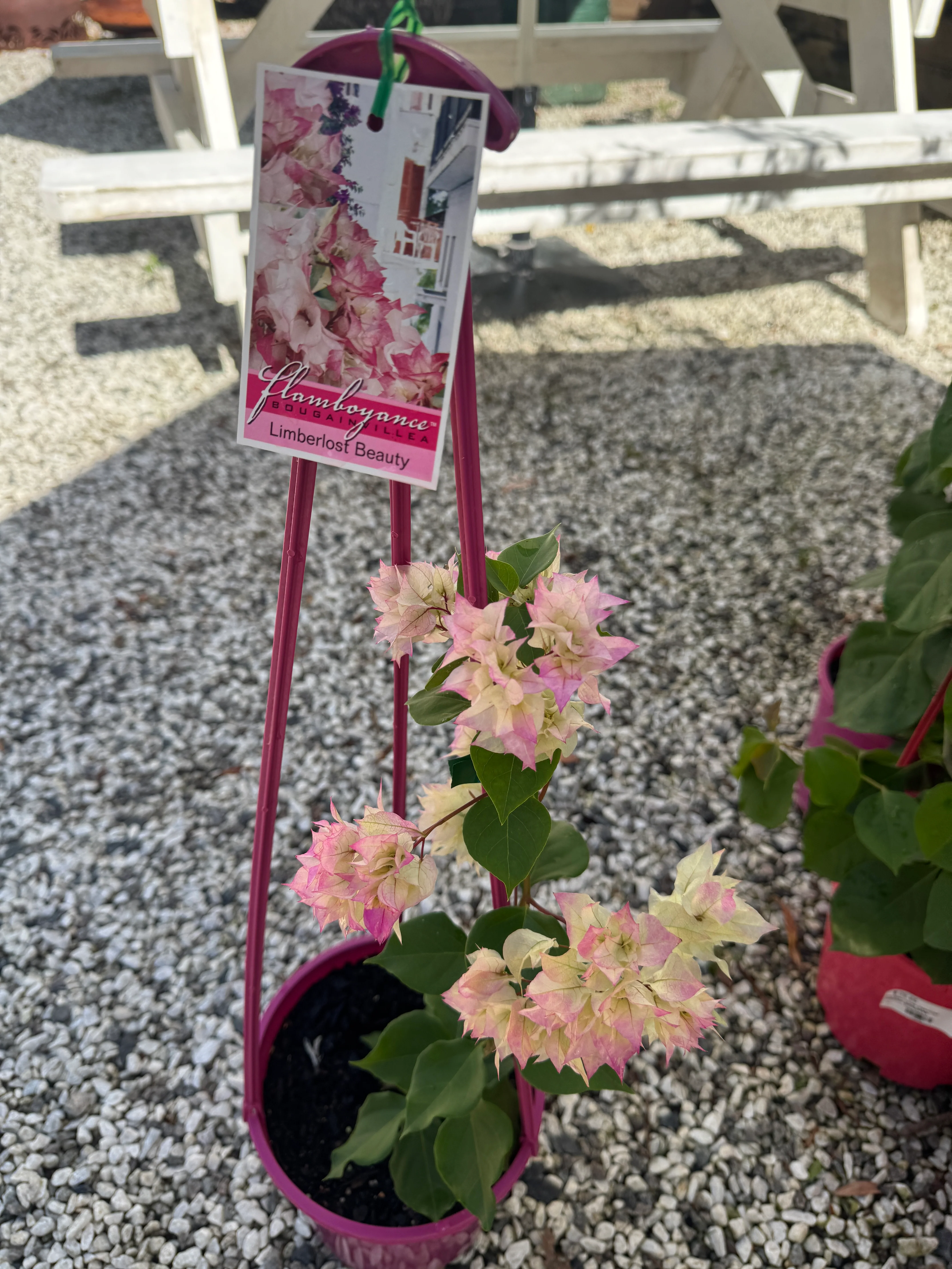 Bougainvillea Limberlost Beauty Double Flowered Bougainvillea - Image 5