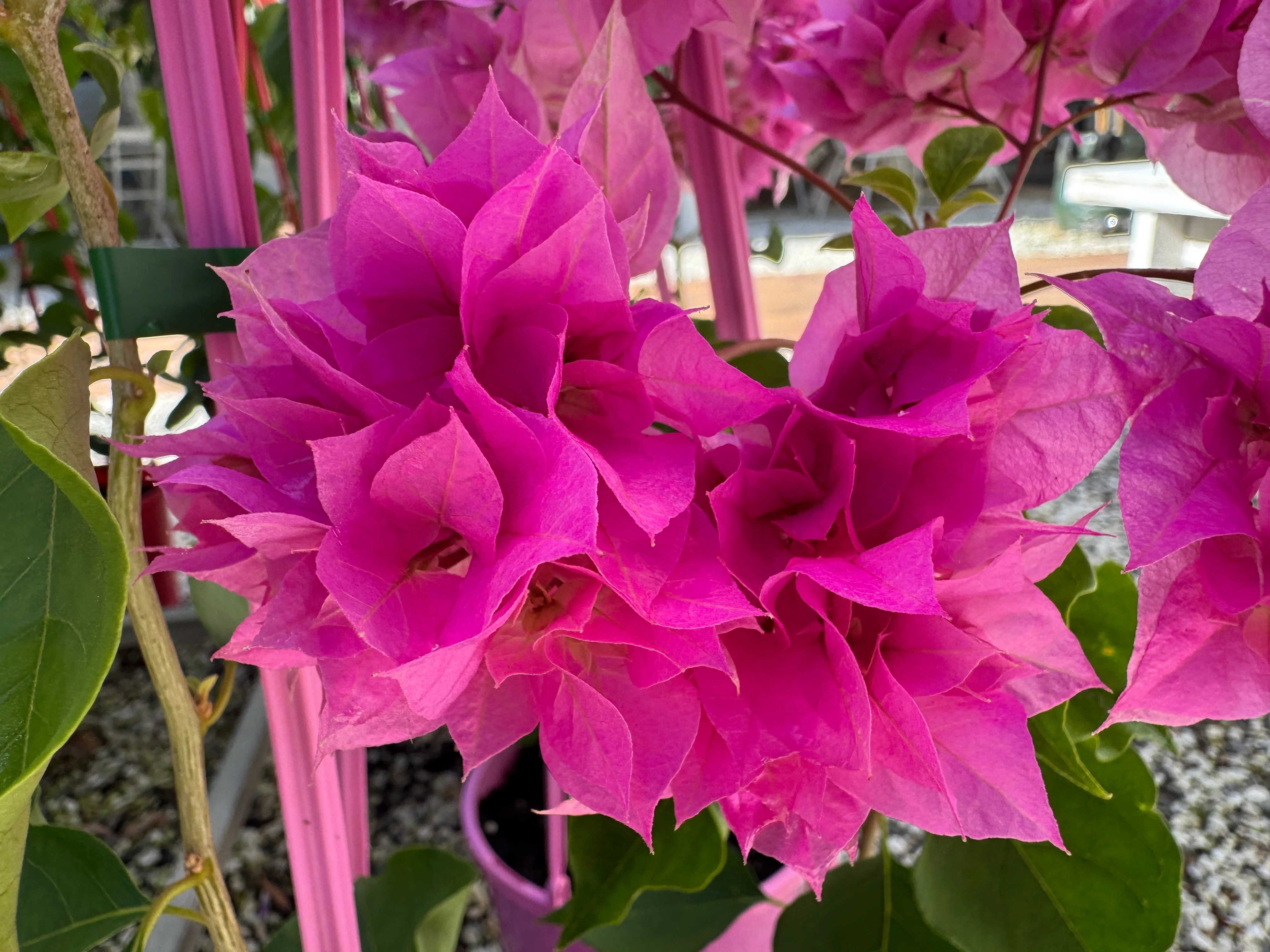 Bougainvillea Pagoda Pink Double Flowered Bougainvillea