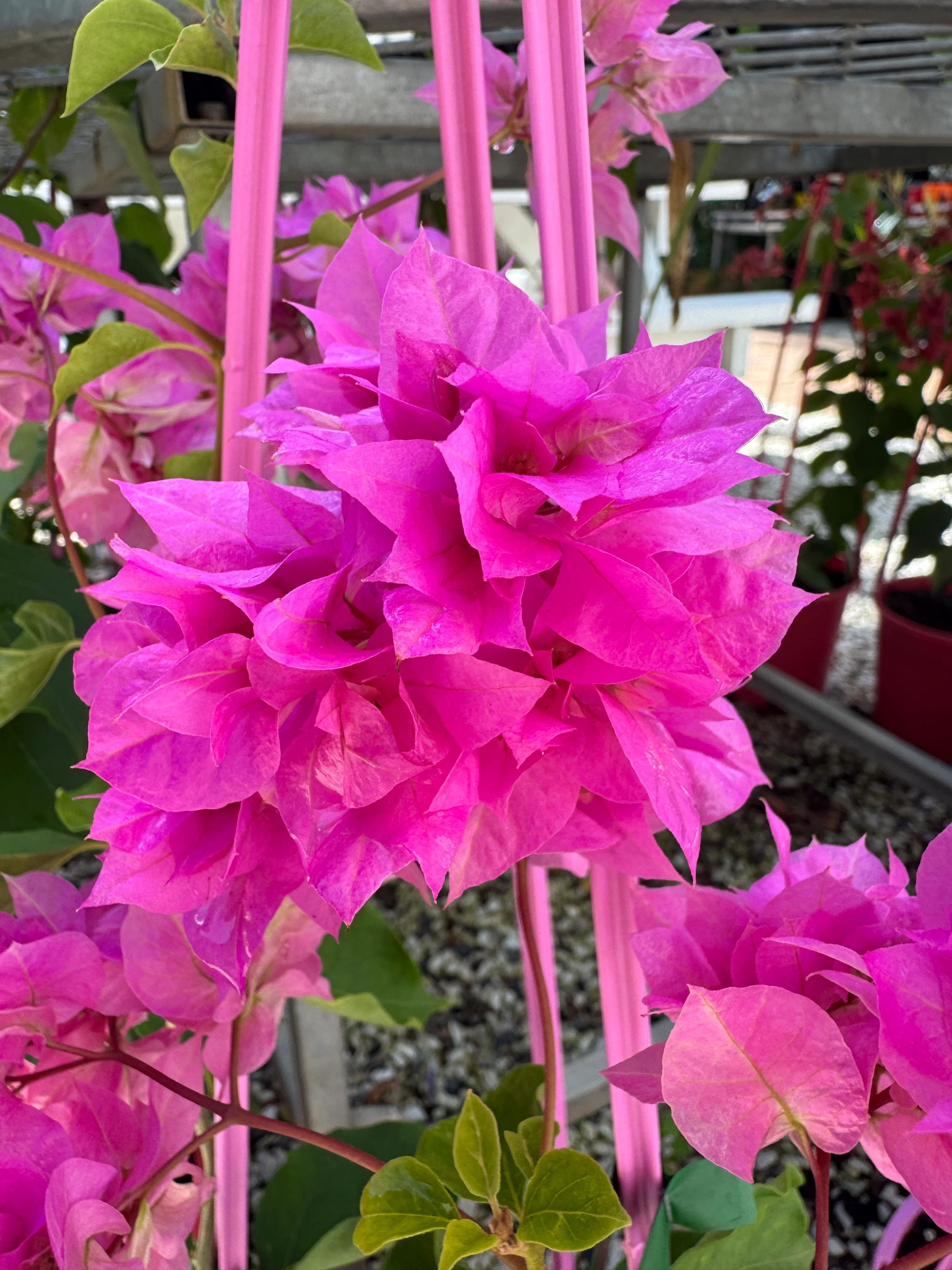 Bougainvillea Pagoda Pink Double Flowered Bougainvillea - Image 2