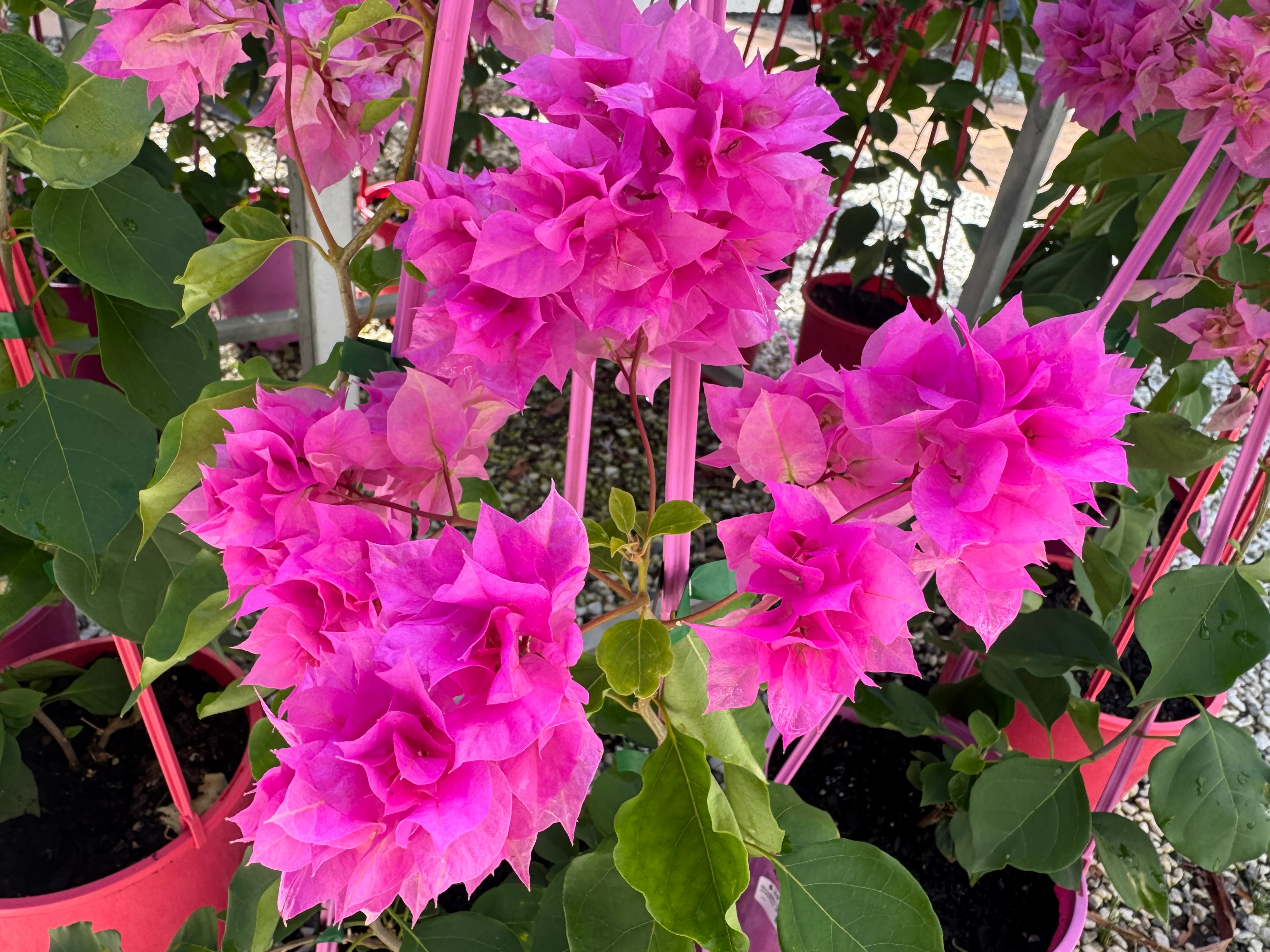 Bougainvillea Pagoda Pink Double Flowered Bougainvillea - Image 3