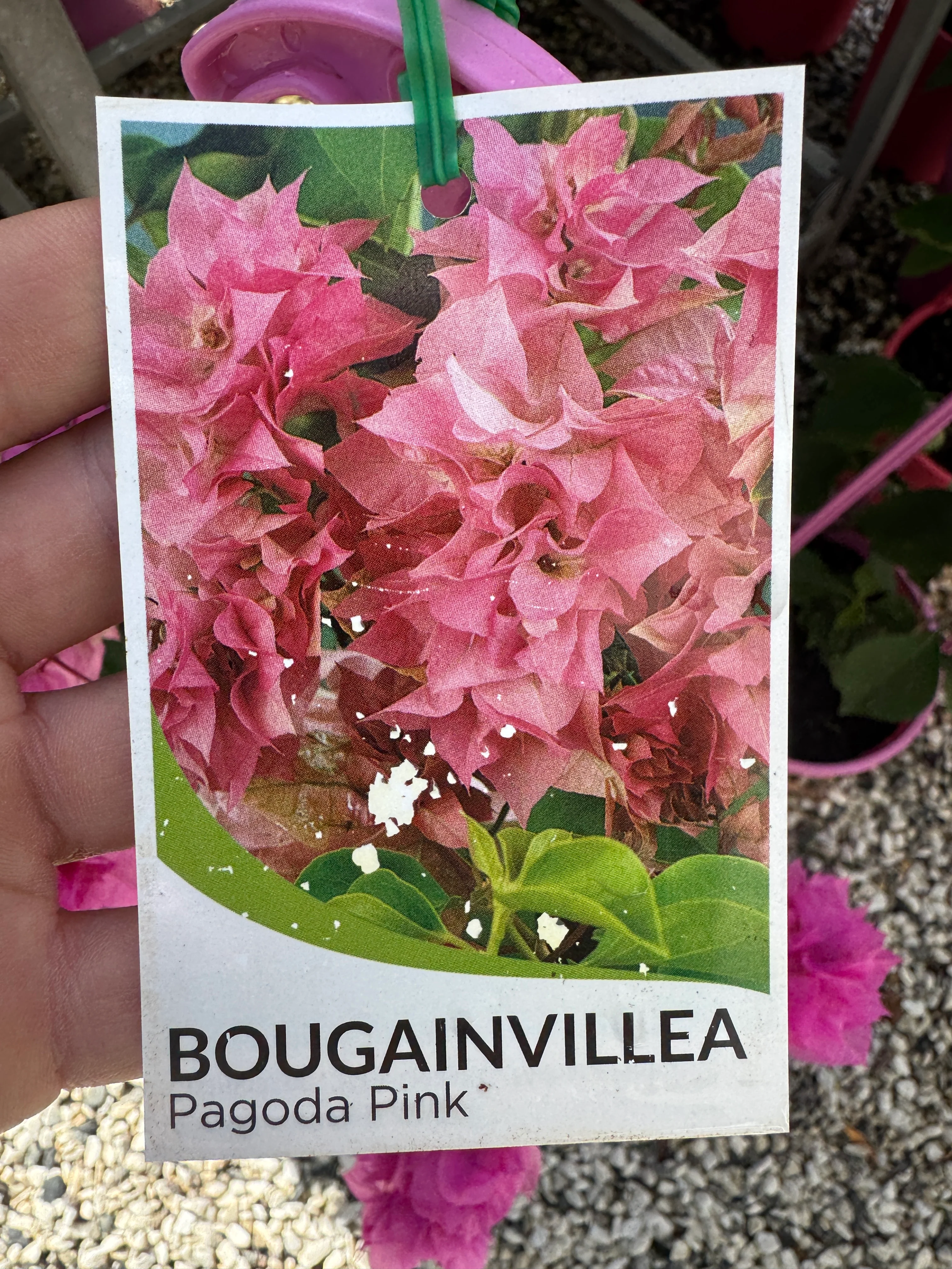 Bougainvillea Pagoda Pink Double Flowered Bougainvillea - Image 4