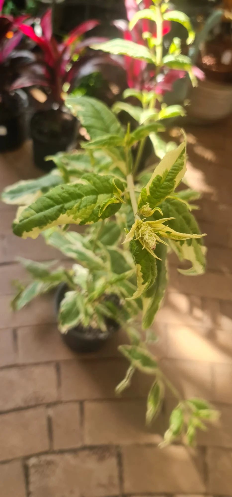 Buddleja davidii Harlequin - Variegated Butterfly Bush - Image 2