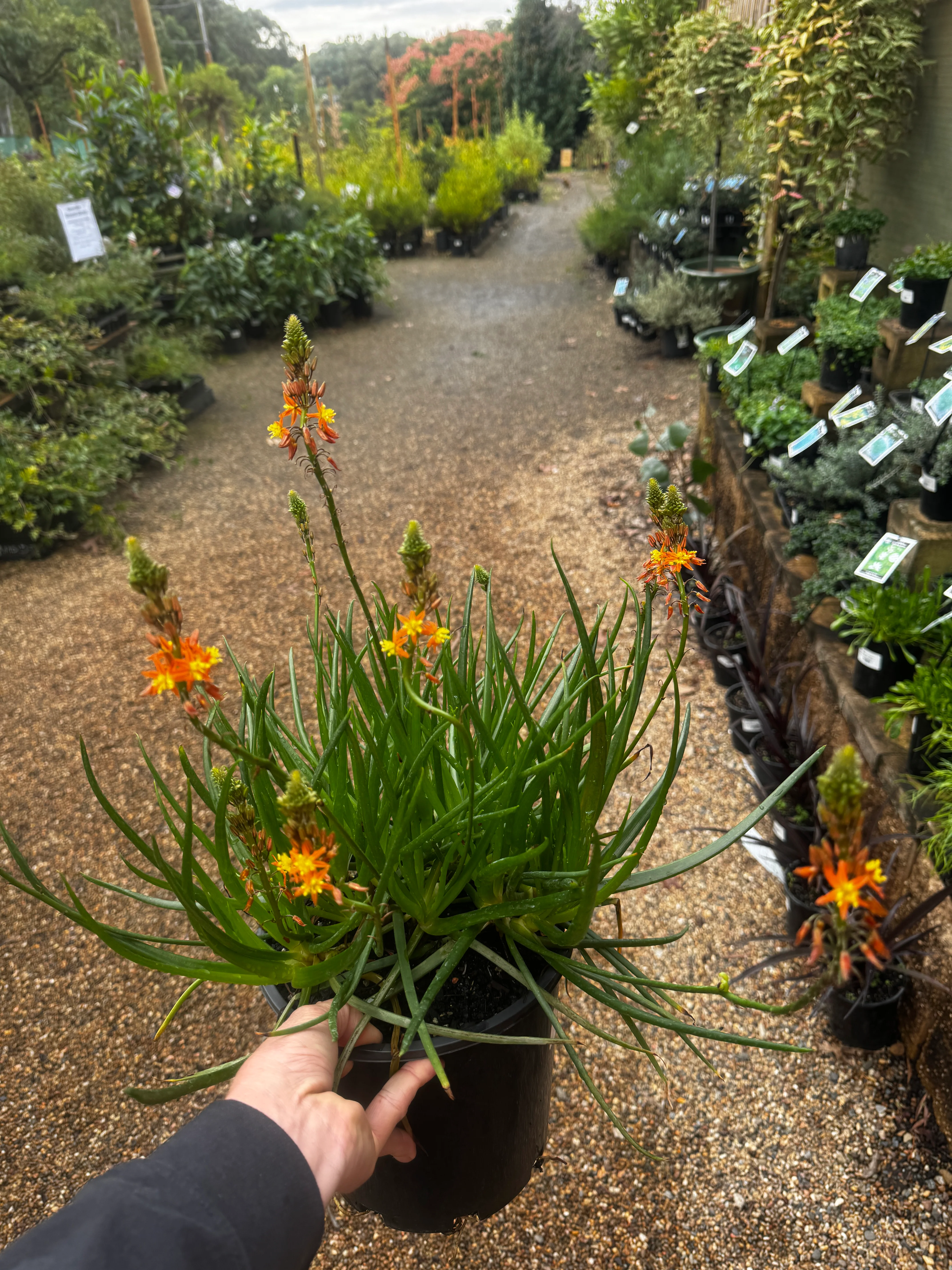 Bulbine frutescens Burn Jelly Plant - Avera Orange - Image 2