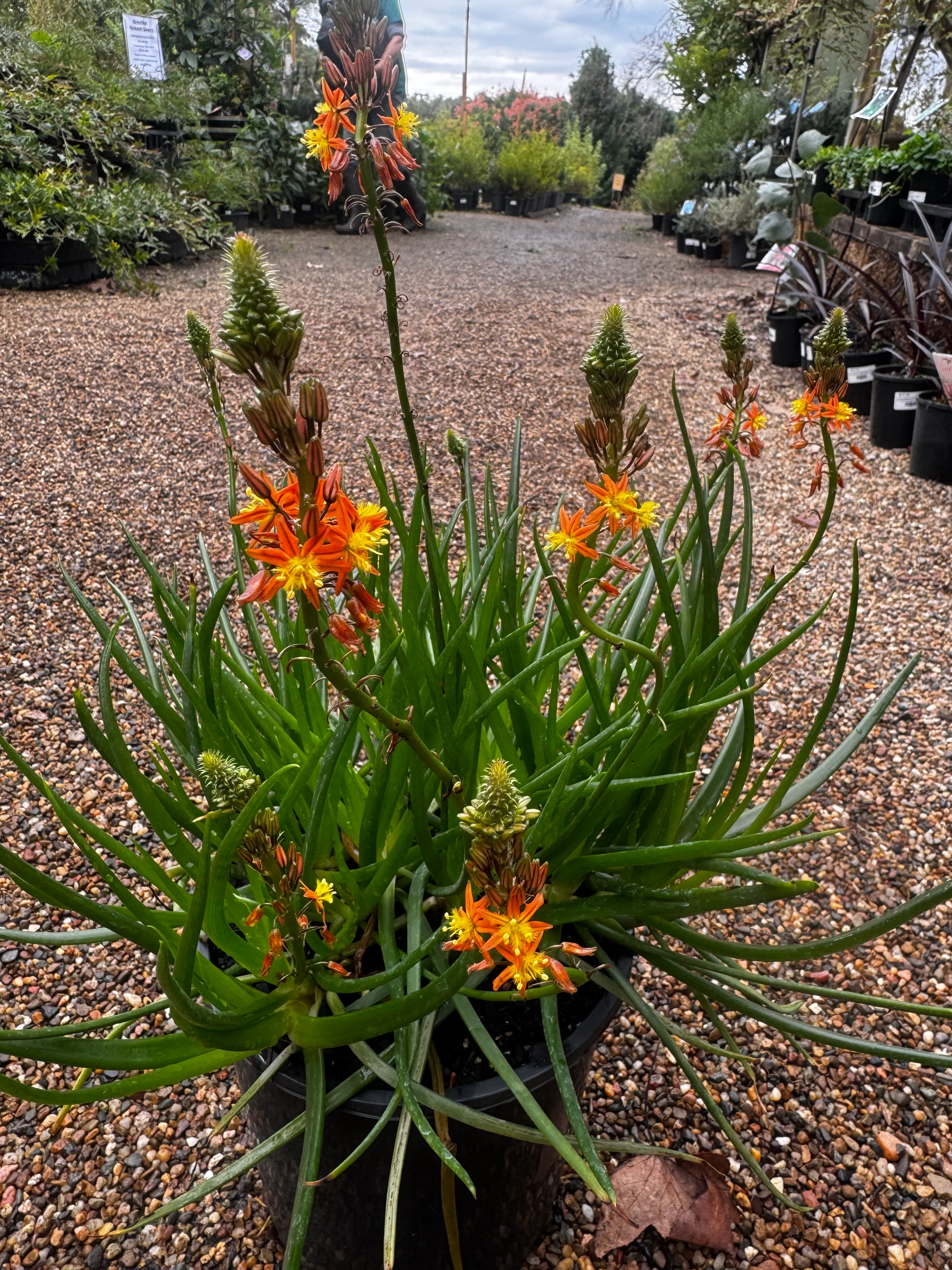 Bulbine frutescens Burn Jelly Plant - Avera Orange - Image 3