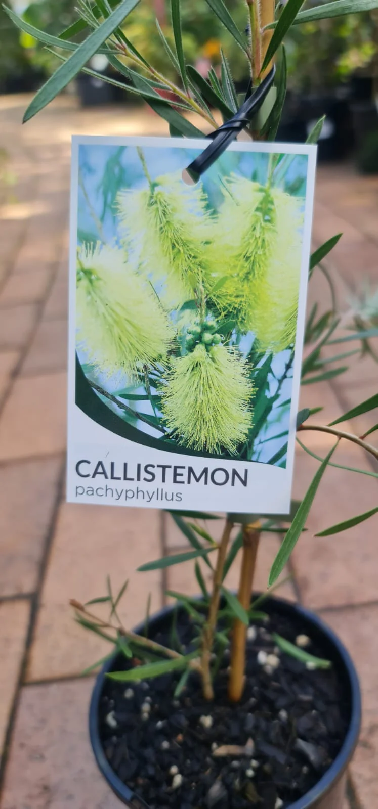 Callistemon pachyphyllus Green - Image 2
