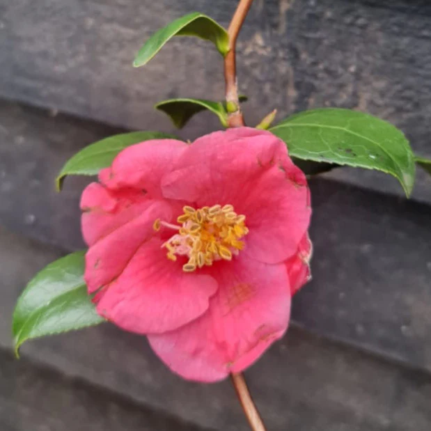 Camellia japonica Unryu - Zigzag Camellia - Image 2