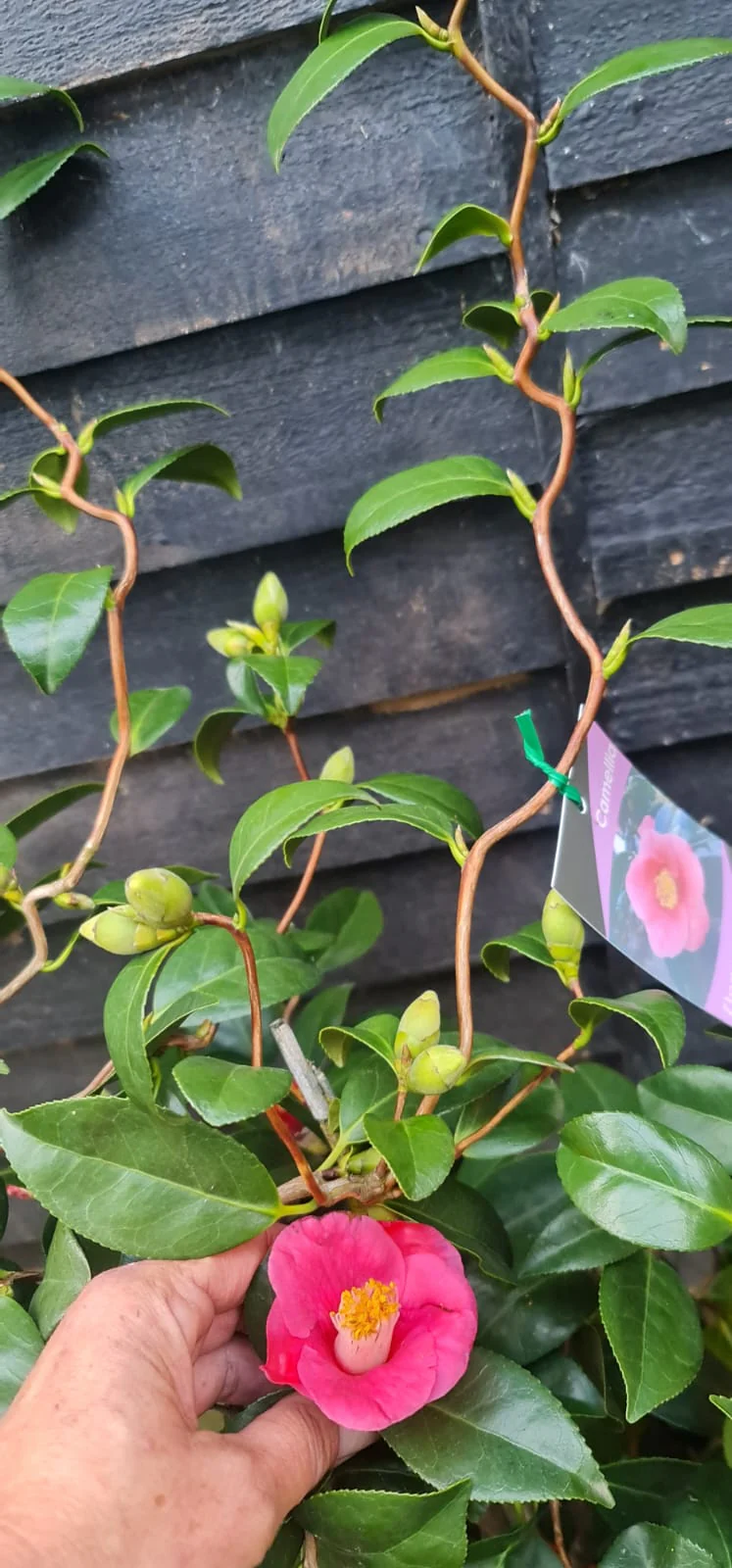Camellia japonica Unryu - Zigzag Camellia - Image 3