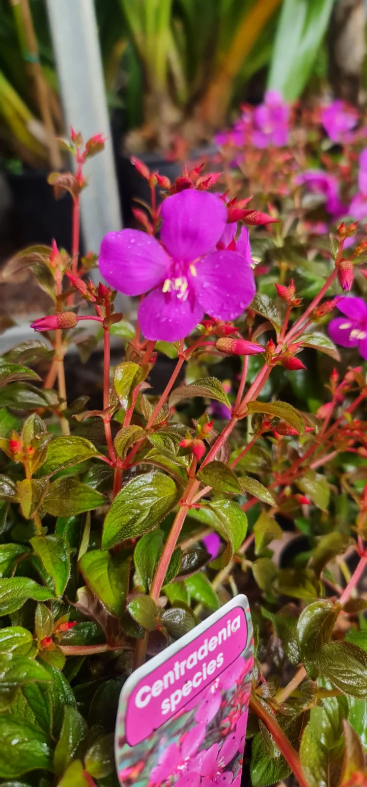 Centradenia Cascade Spanish Shawl - Image 4