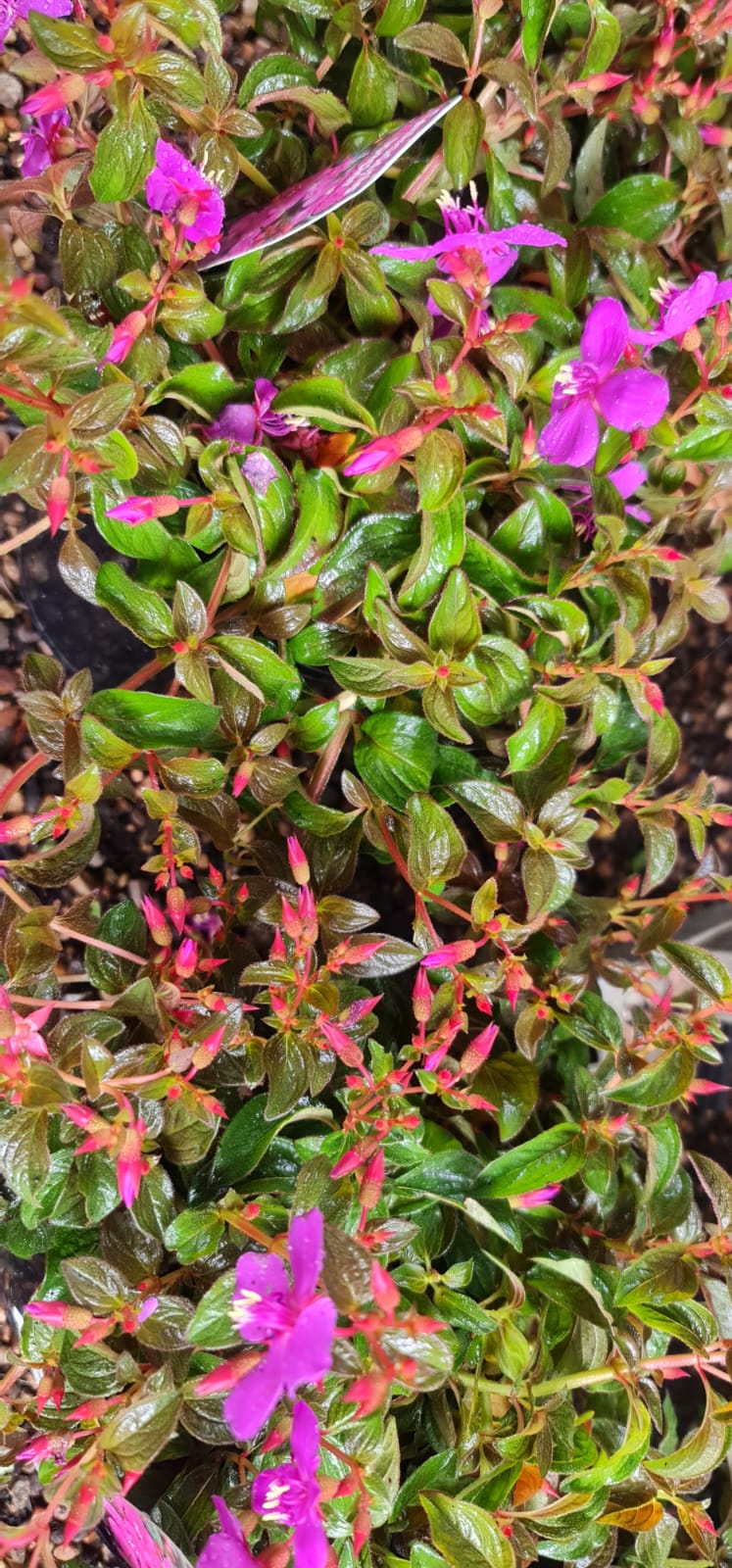 Centradenia Cascade Spanish Shawl - Image 5
