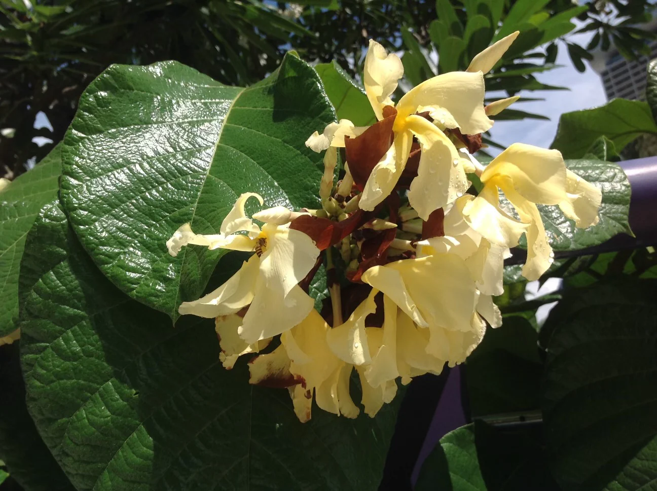 Chonemorpha fragrans Climbing Frangipani - Image 3