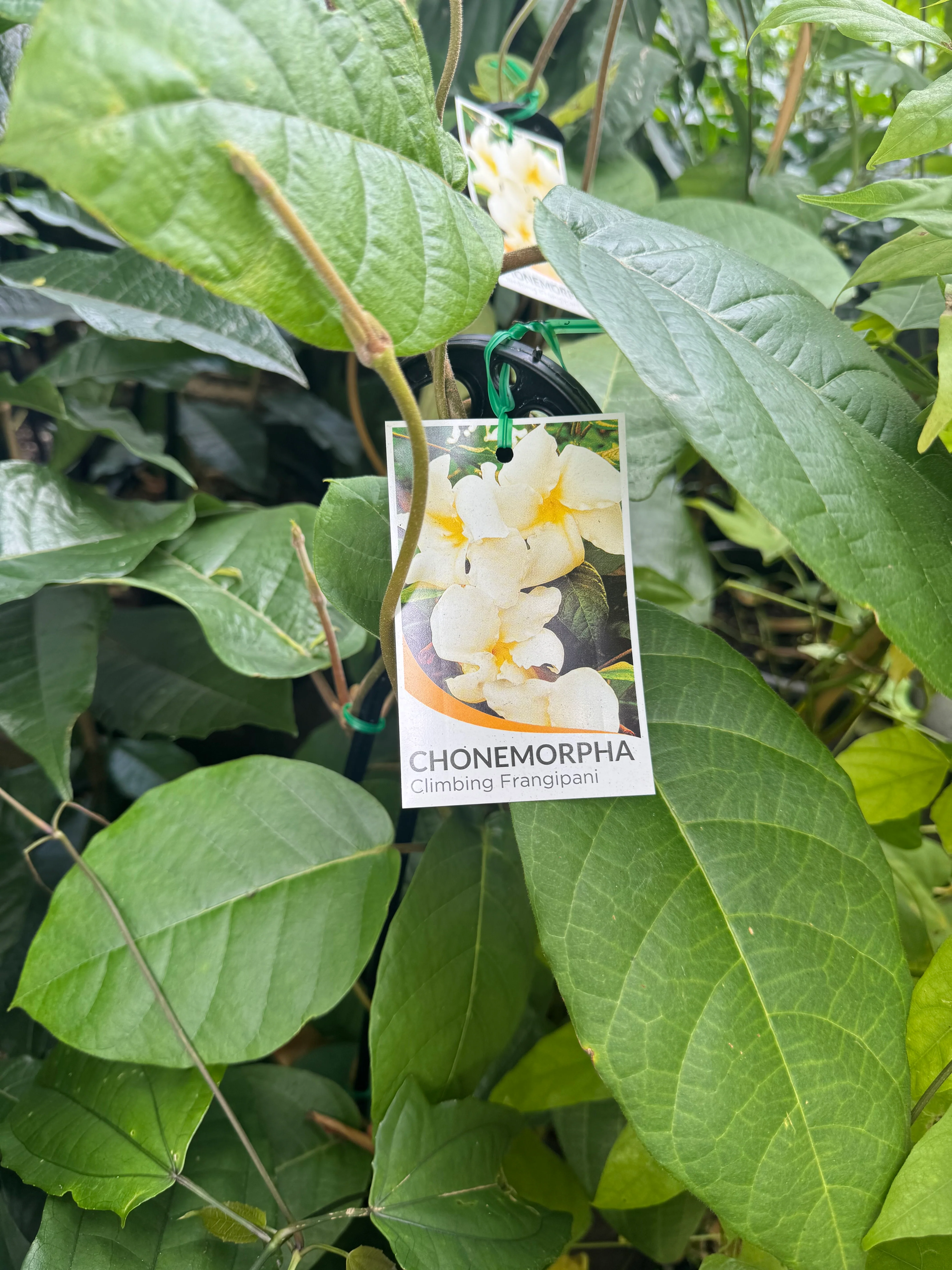 Chonemorpha fragrans Climbing Frangipani - Image 4