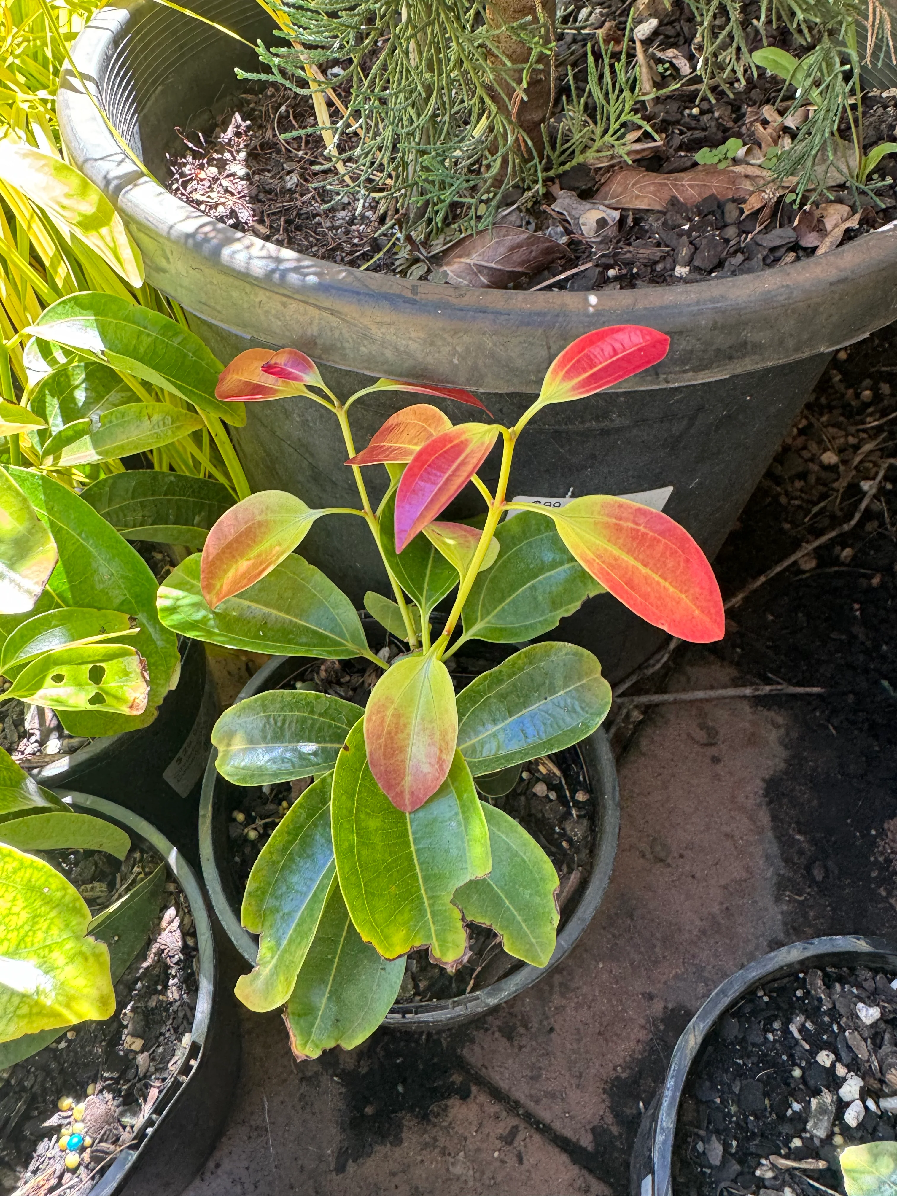 Cinnamomum verum True Cinnamon Ceylon Cinnamon - Image 2
