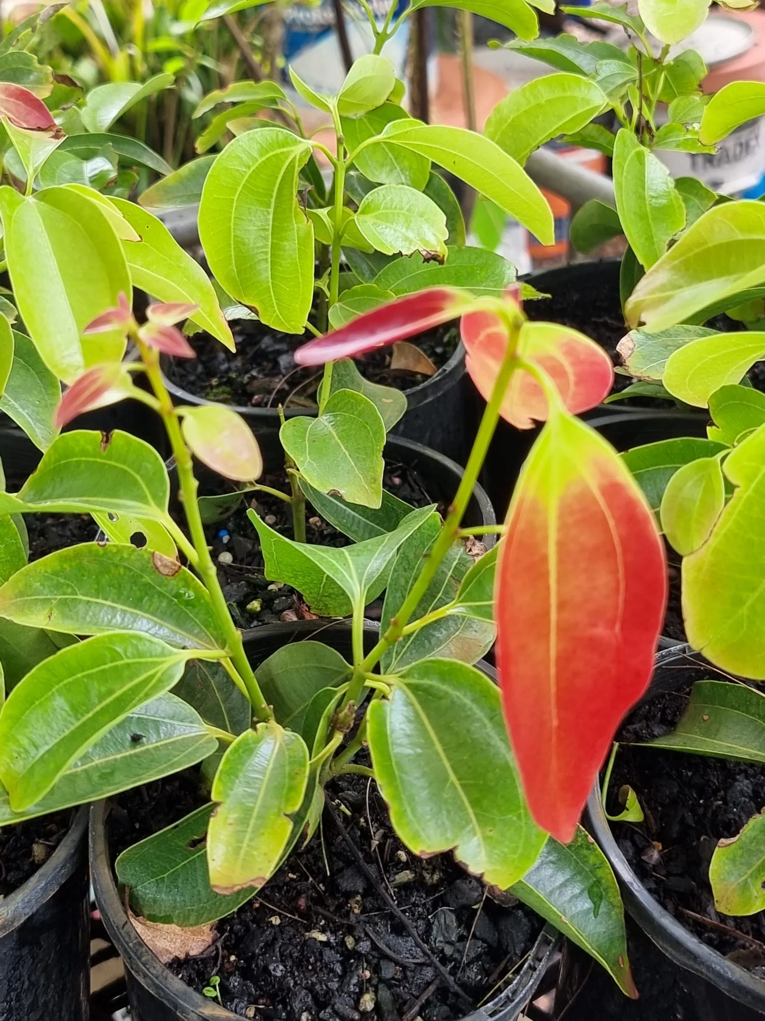 Cinnamomum verum True Cinnamon Ceylon Cinnamon - Image 3
