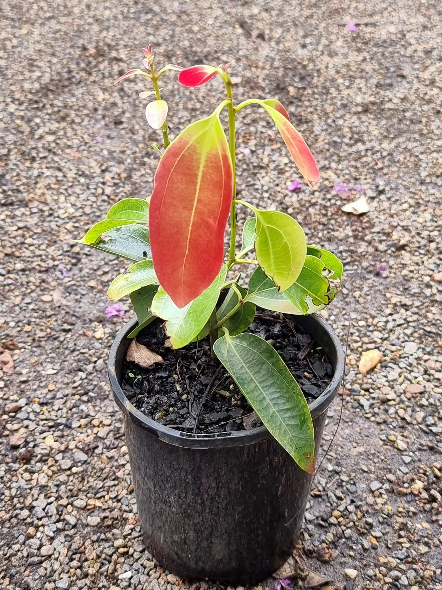 Cinnamomum verum True Cinnamon Ceylon Cinnamon - Image 4