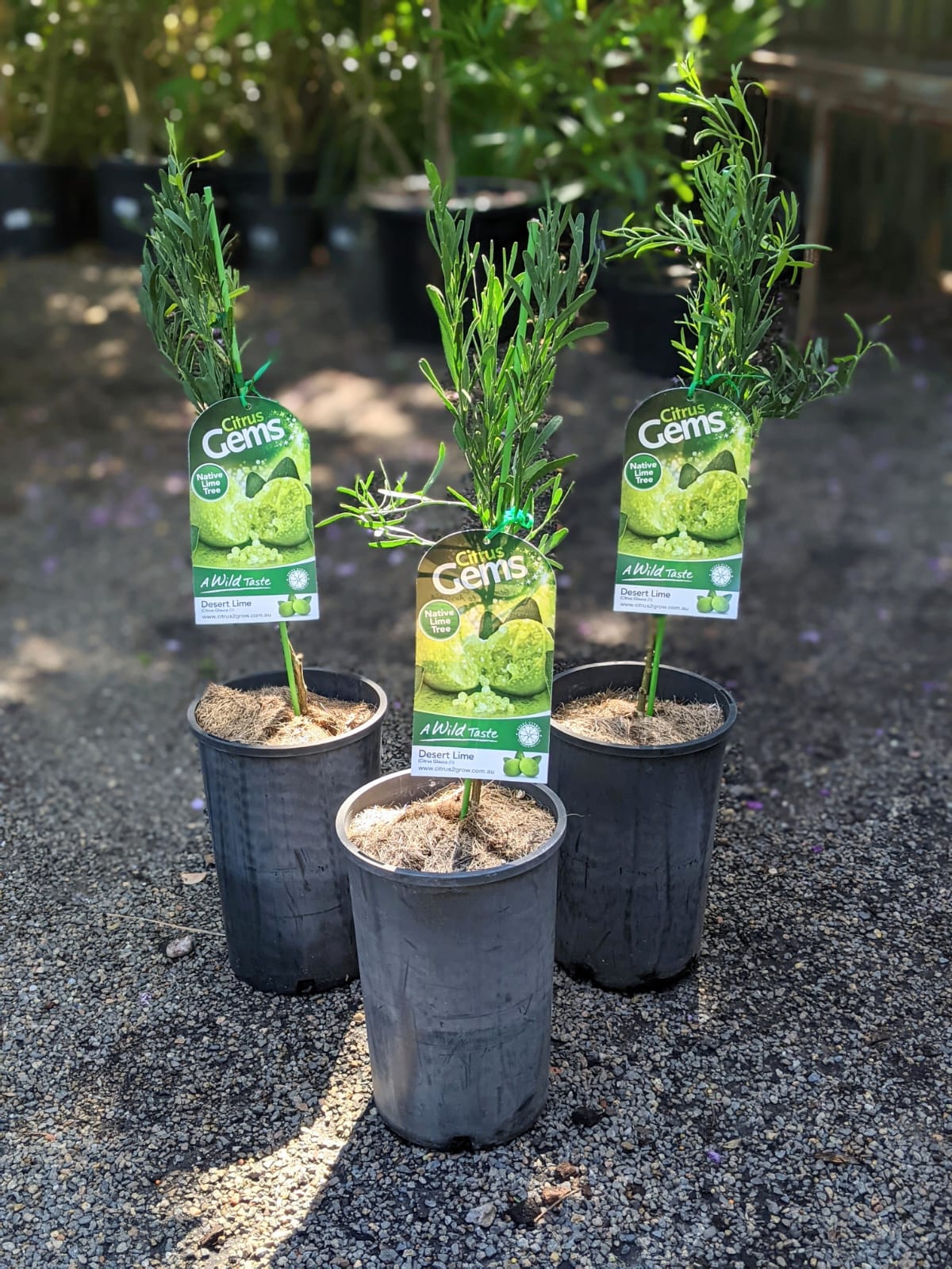 Citrus glauca Australian Desert Lime - Image 4