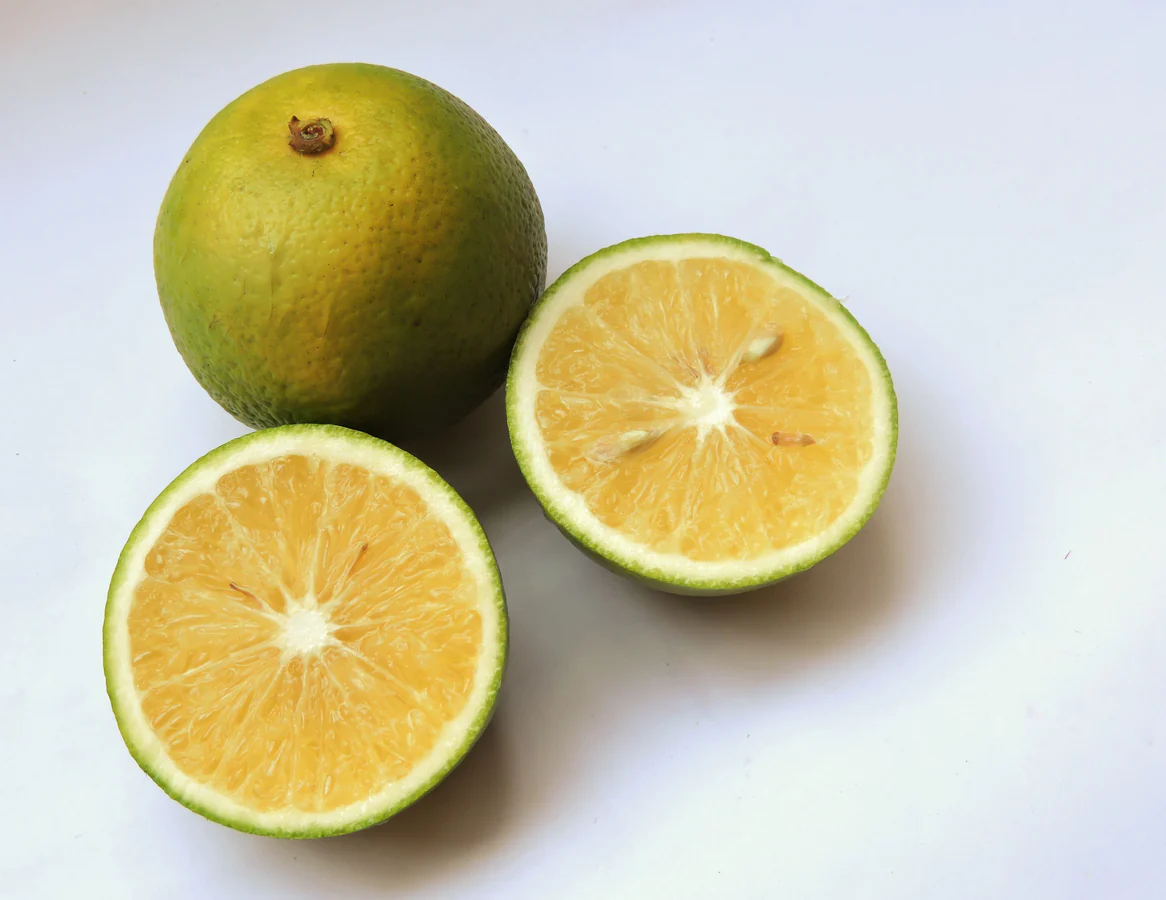 Citrus Indian Sweet Lime Mitha Nimbu