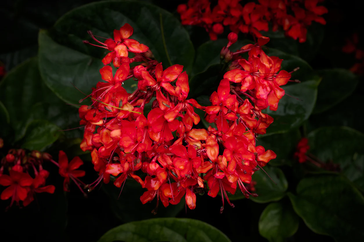 Clerodenrum splendens Scarlet Glory Vine - Growing - Pre Order in store. - Image 2