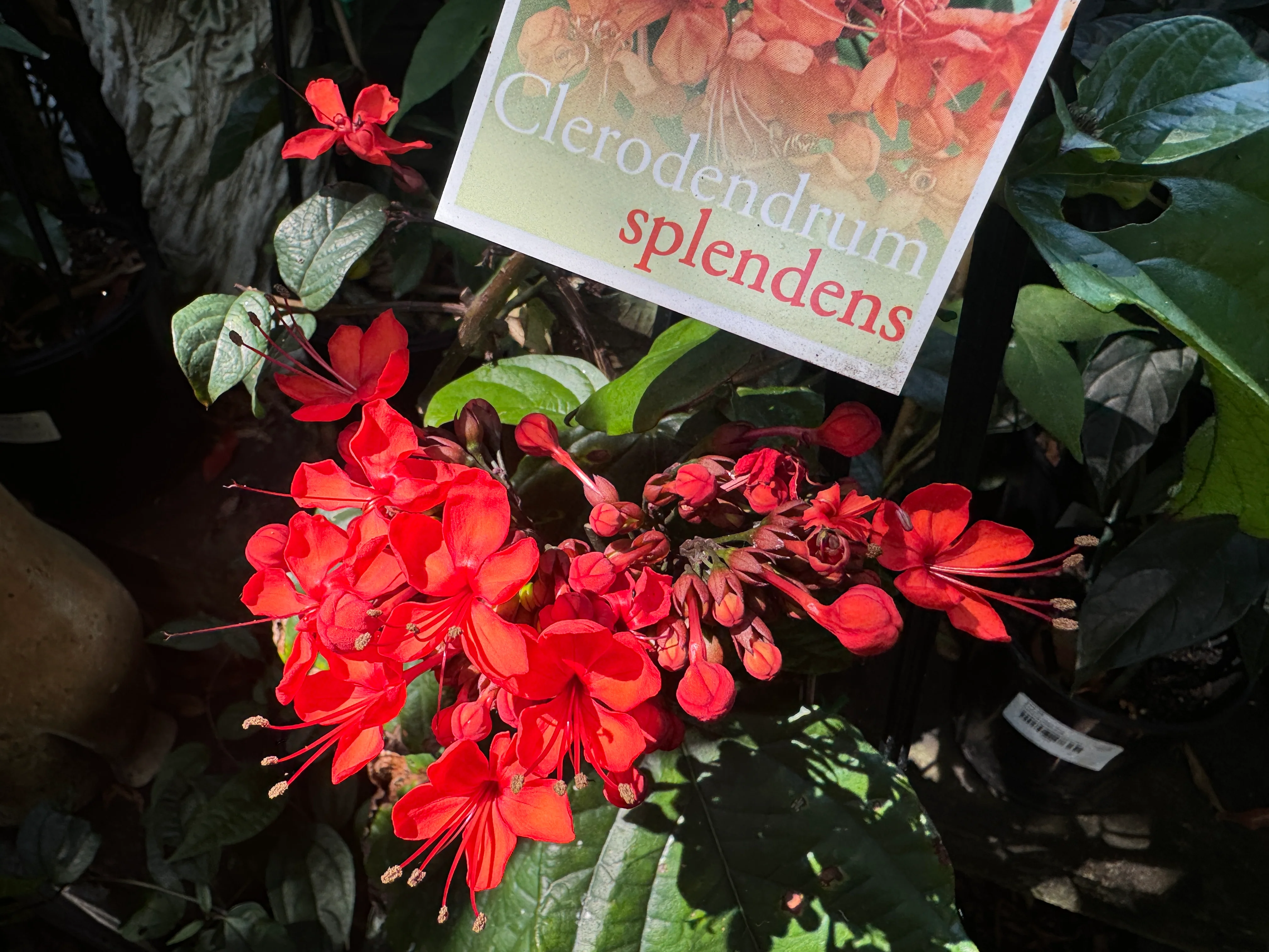Clerodenrum splendens Scarlet Glory Vine - Growing - Pre Order in store. - Image 3