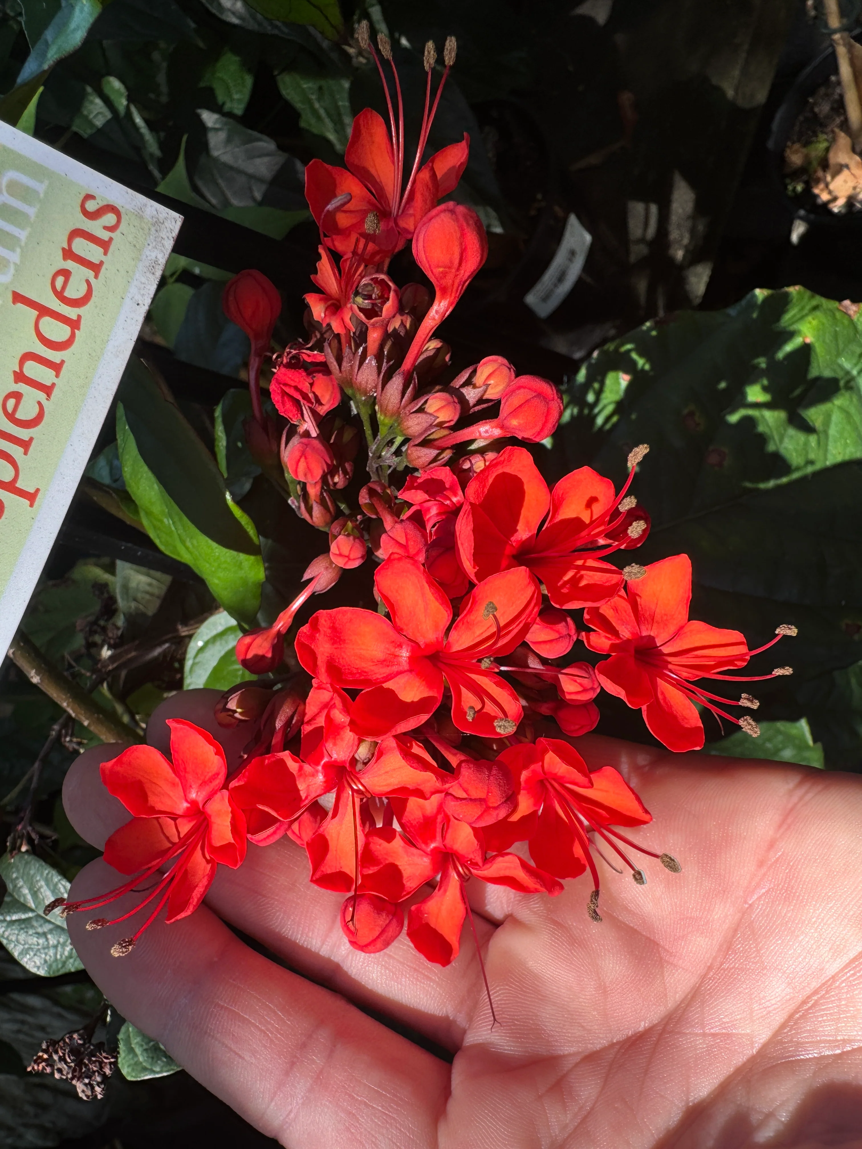 Clerodenrum splendens Scarlet Glory Vine - Growing - Pre Order in store. - Image 4