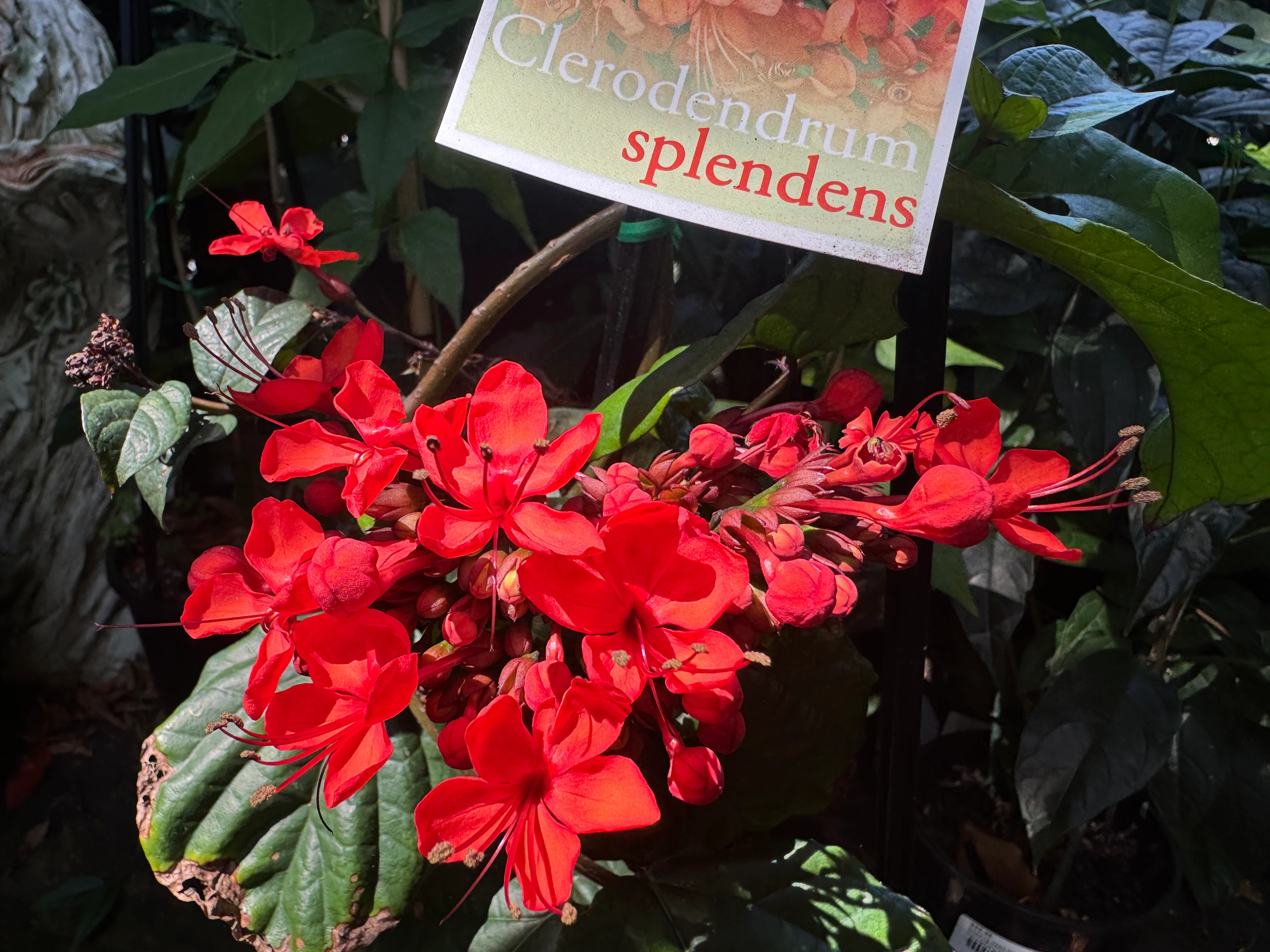 Clerodenrum splendens Scarlet Glory Vine - Growing - Pre Order in store. - Image 5