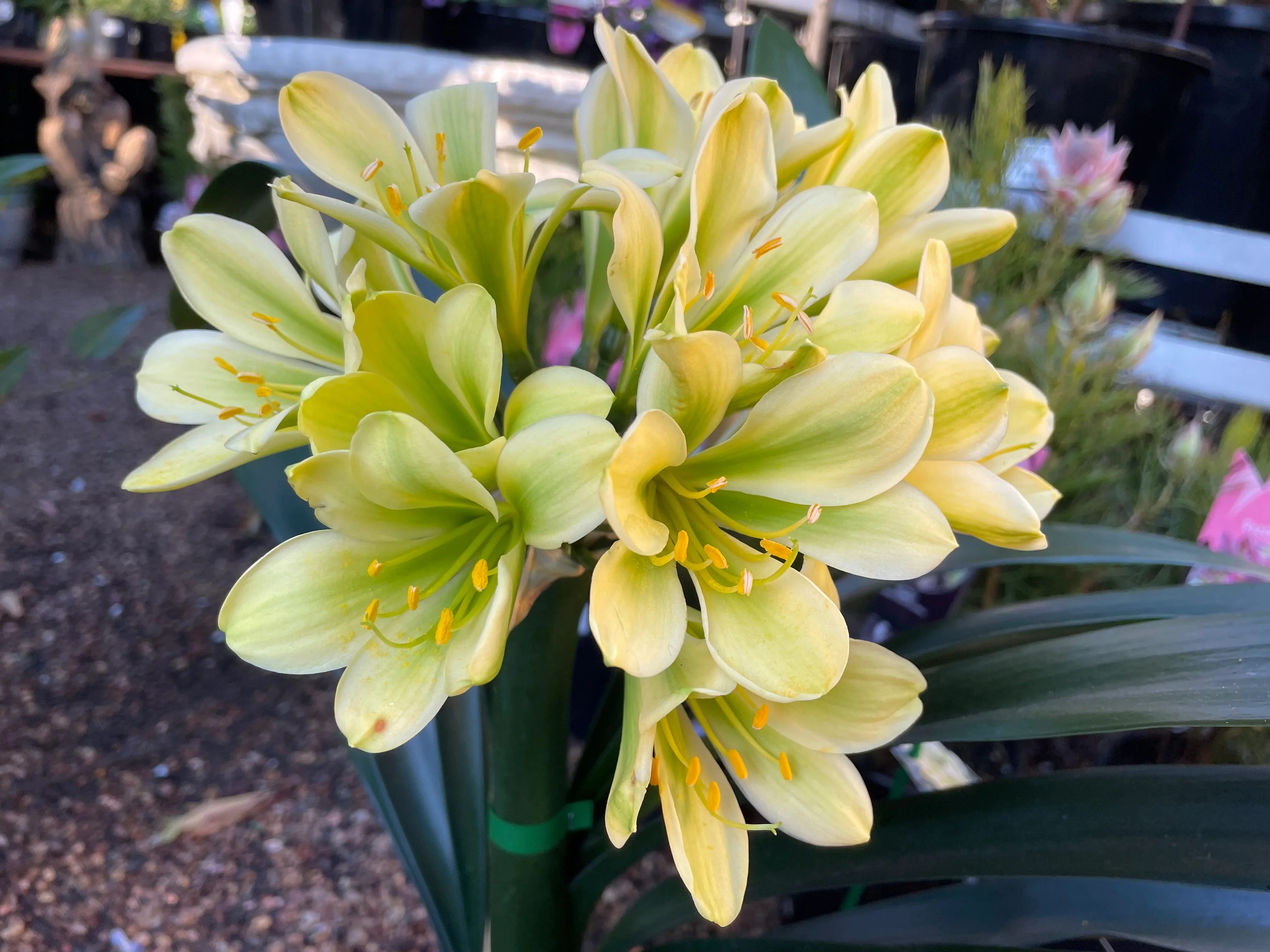 Clivia miniata Green Throat Yellow - Image 3