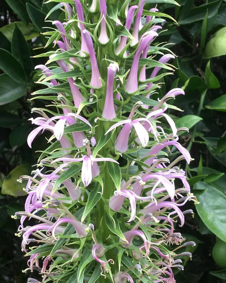 Lobelia fistulosa Giant Purple Lobelia - in propagation