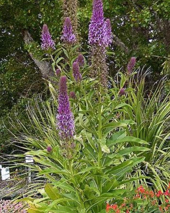 Lobelia fistulosa Giant Purple Lobelia - in propagation - Image 2