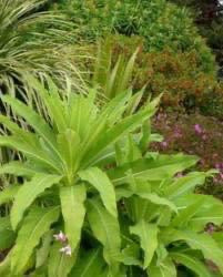 Lobelia fistulosa Giant Purple Lobelia - in propagation - Image 3